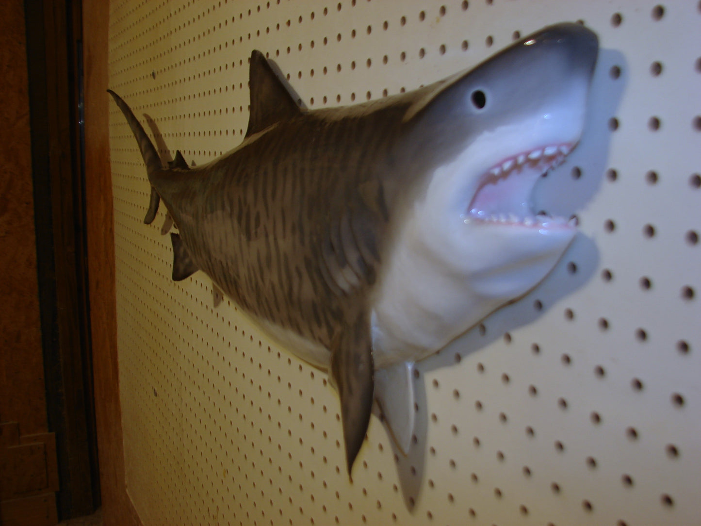 Tiger Shark Fish Mount FREE SHIPPING