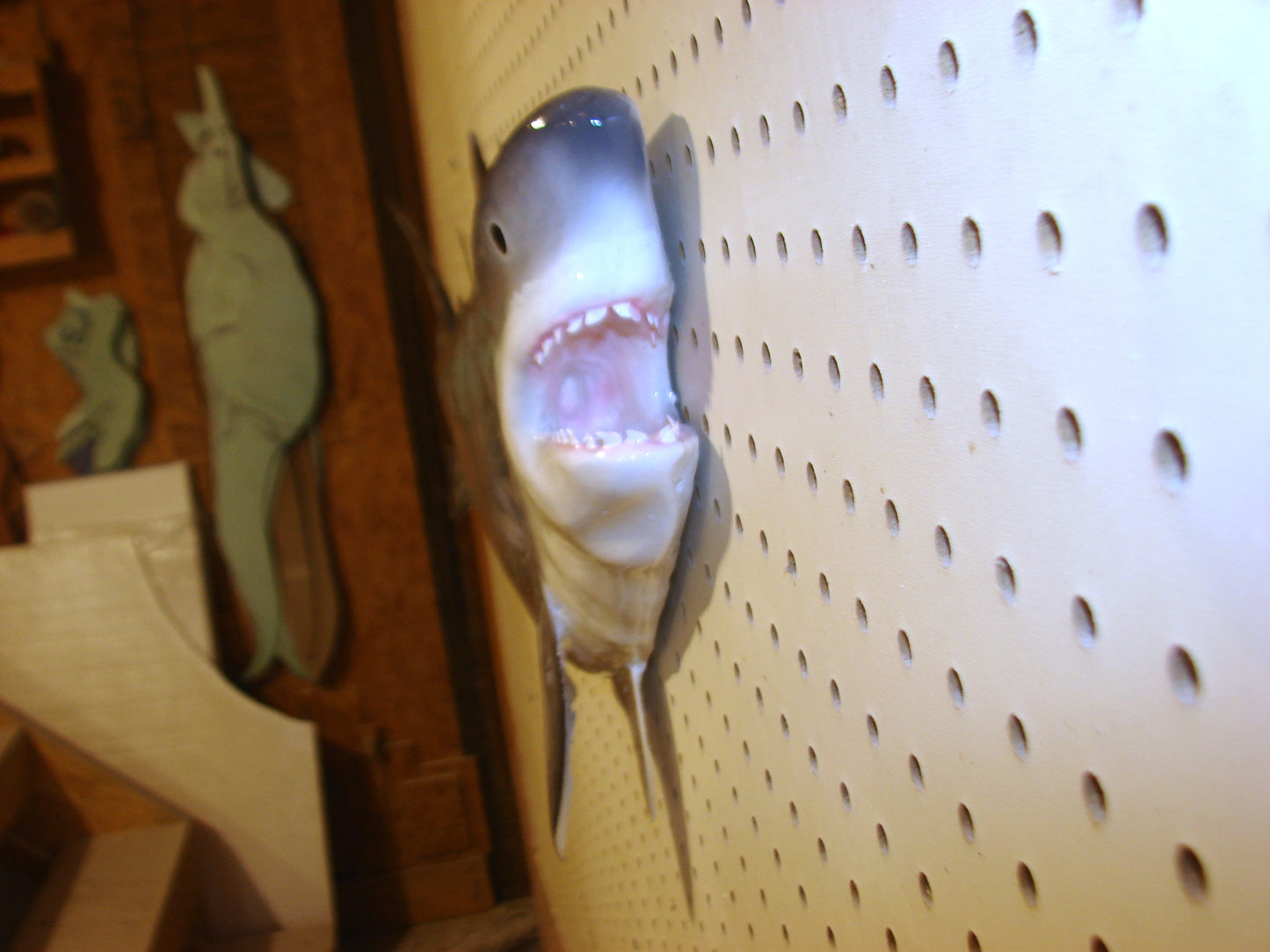 Tiger Shark Fish Mount FREE SHIPPING