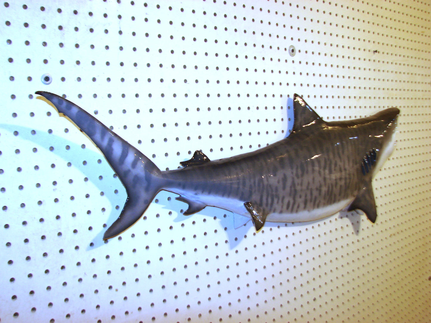 Tiger Shark Fish Mount FREE SHIPPING