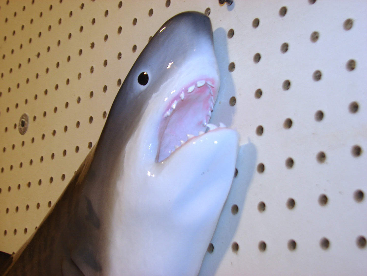 Tiger Shark Fish Mount FREE SHIPPING