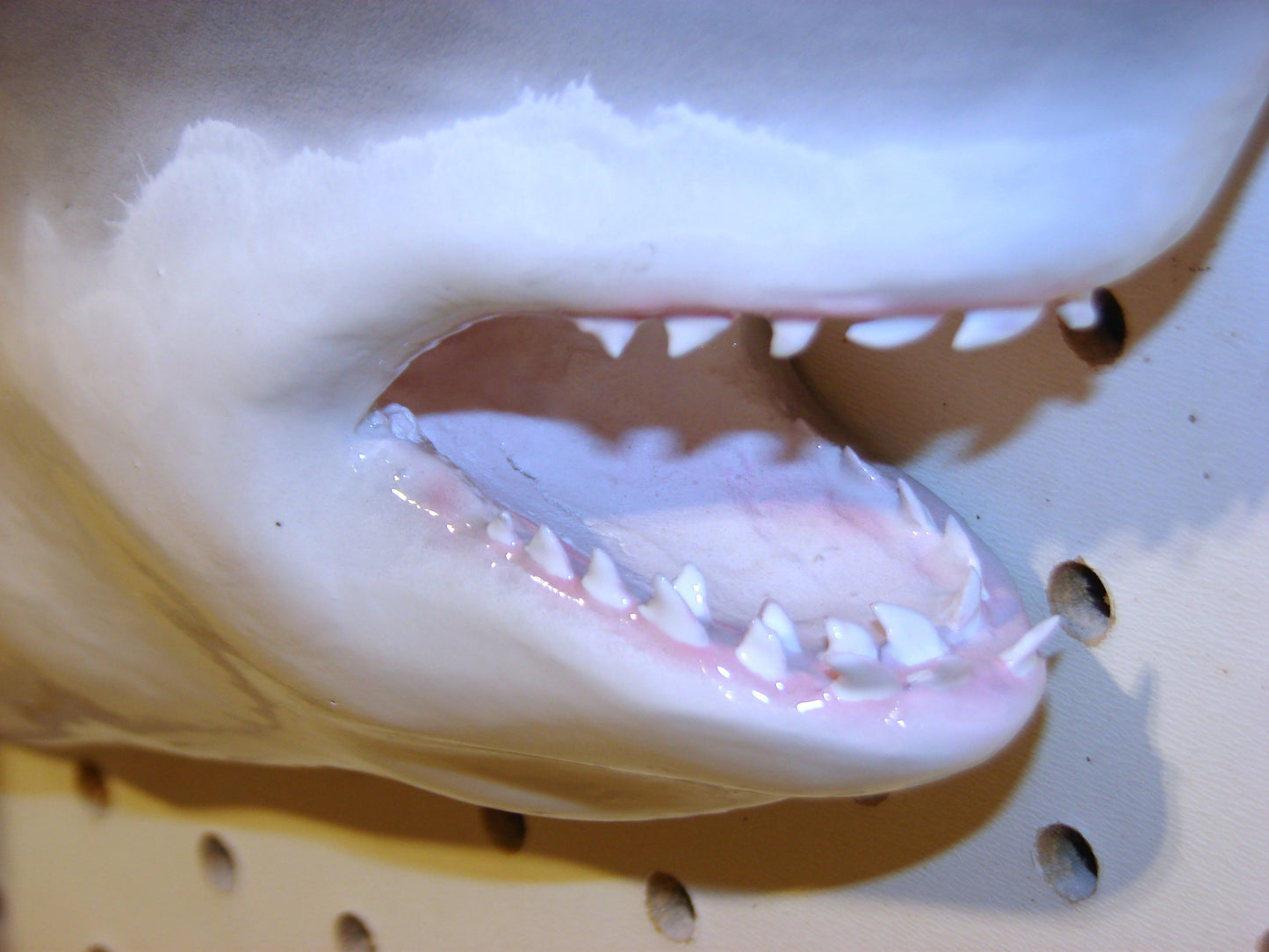 Tiger Shark Fish Mount FREE SHIPPING