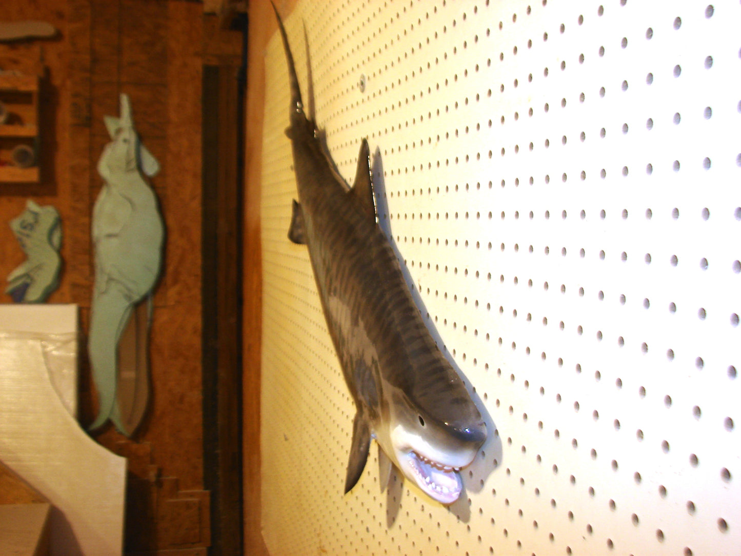 Tiger Shark Fish Mount FREE SHIPPING