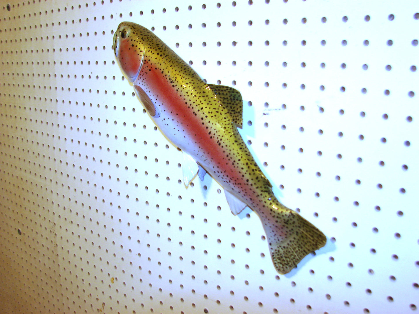 17" Rainbow Trout FREE SHIPPING