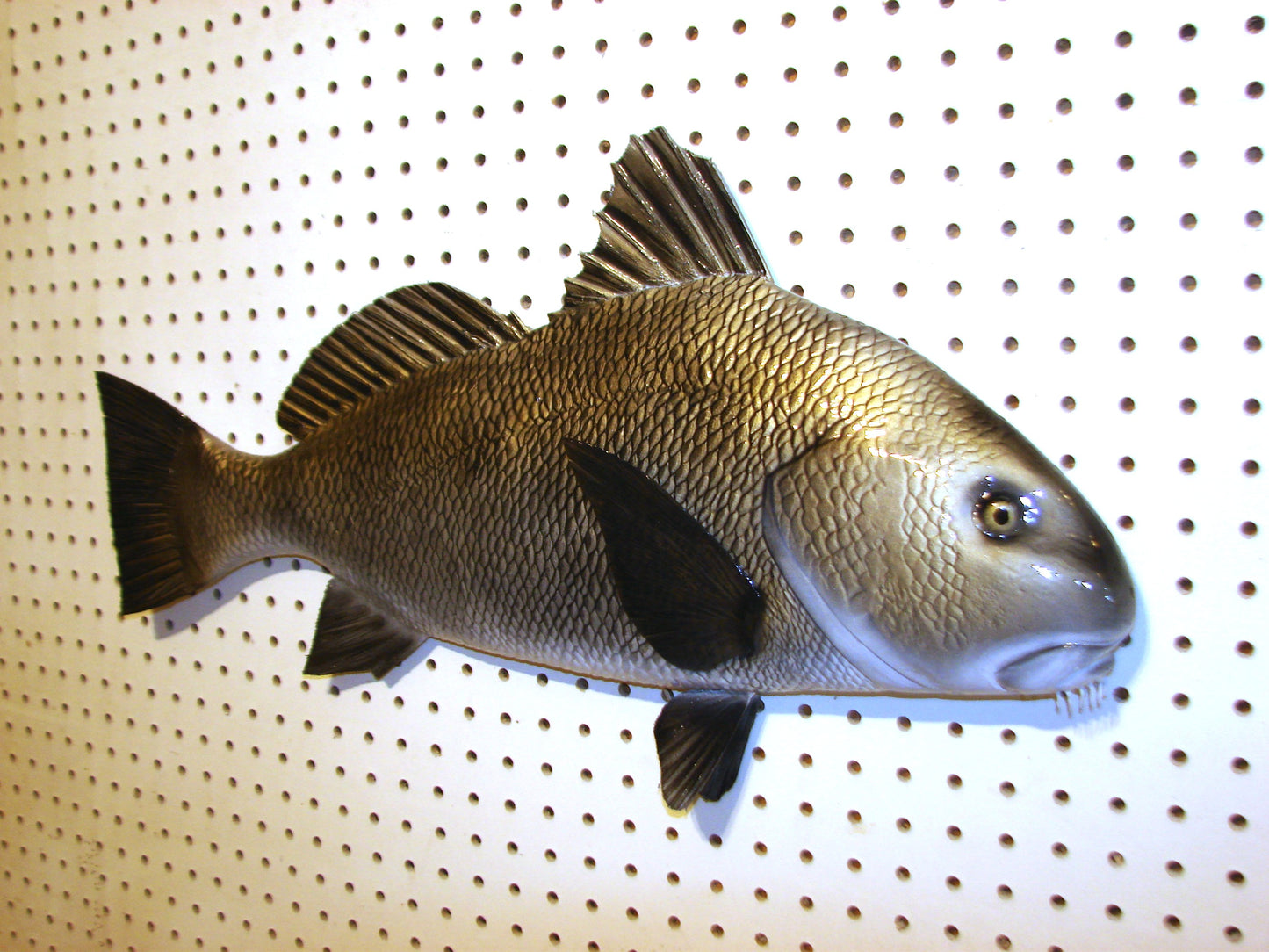 25" Black Drum FREE SHIPPING