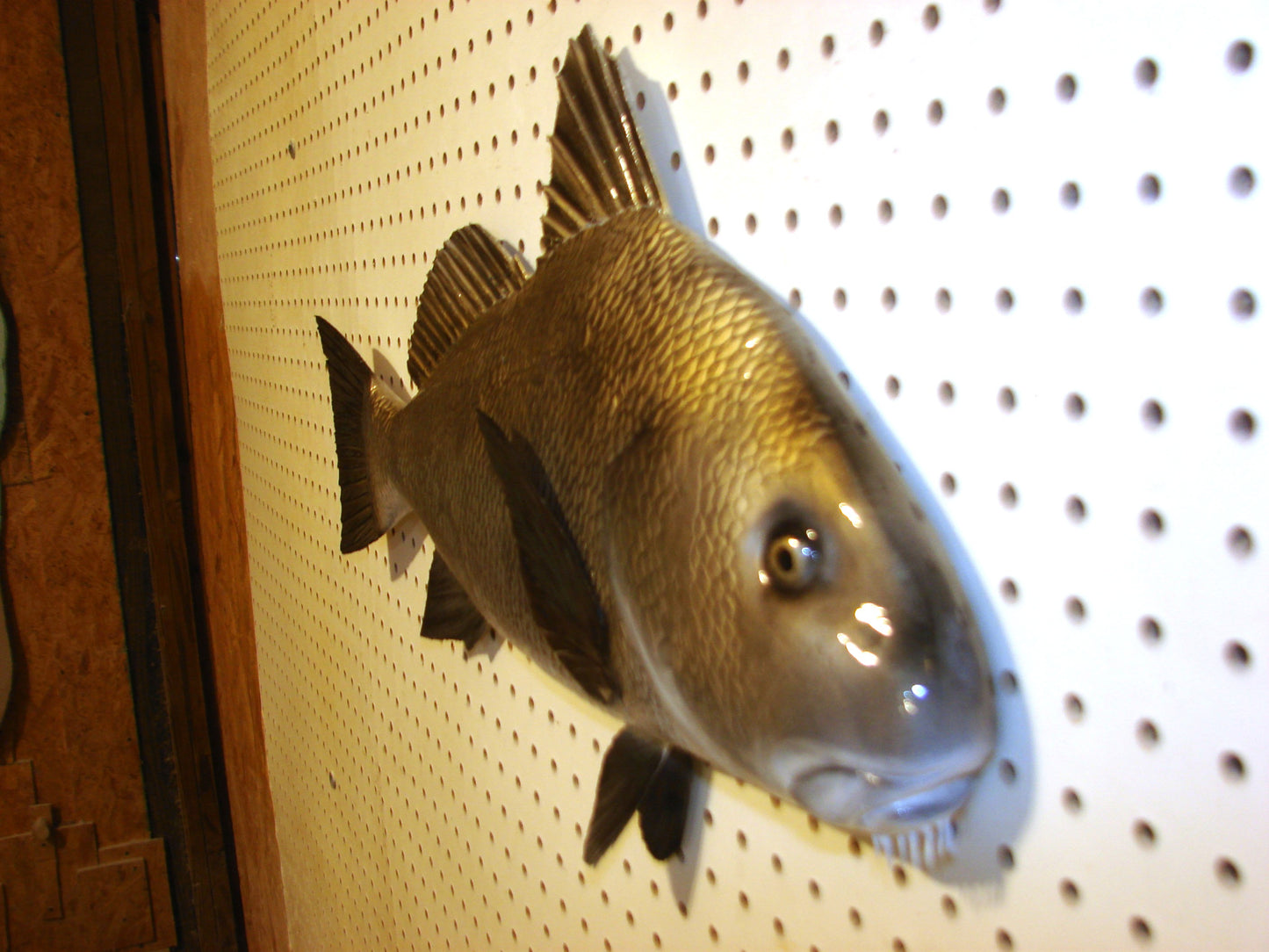 25" Black Drum FREE SHIPPING