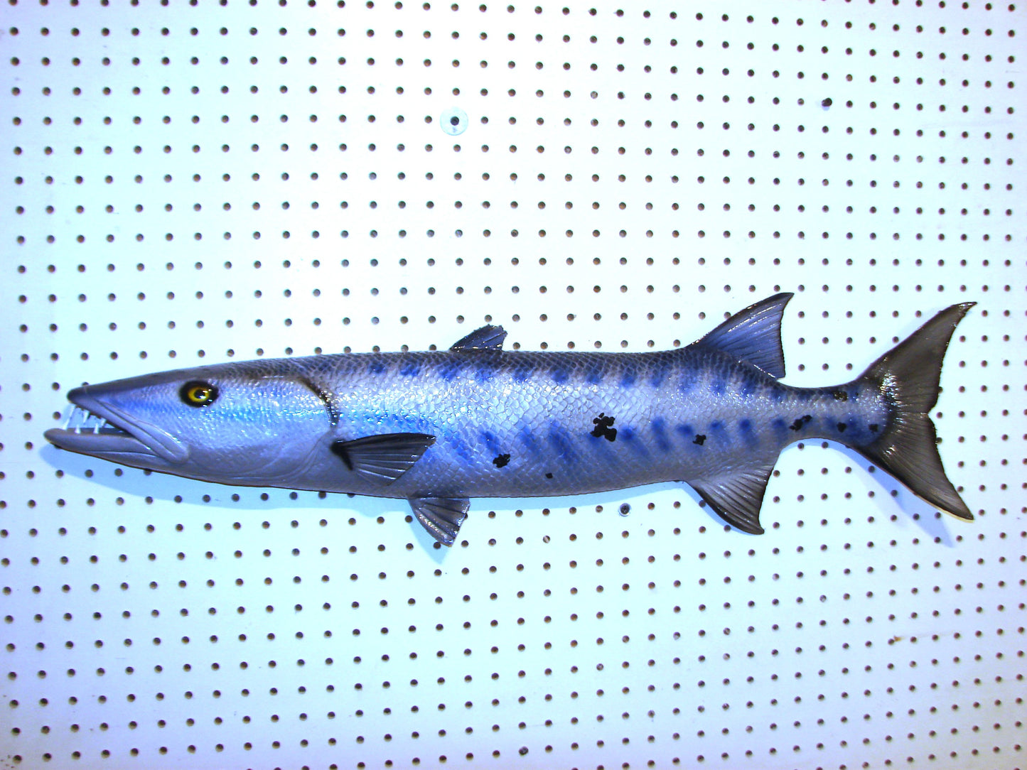 34" Barracuda 1/2 mount  FREE SHIPPING