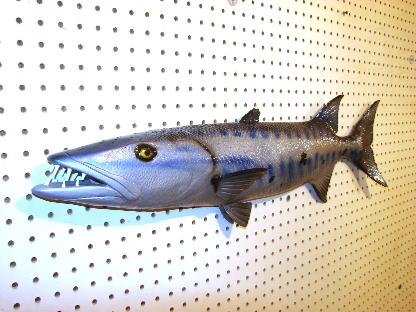34" Barracuda 1/2 mount  FREE SHIPPING