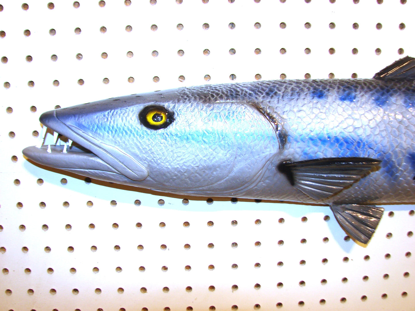 34" Barracuda 1/2 mount  FREE SHIPPING