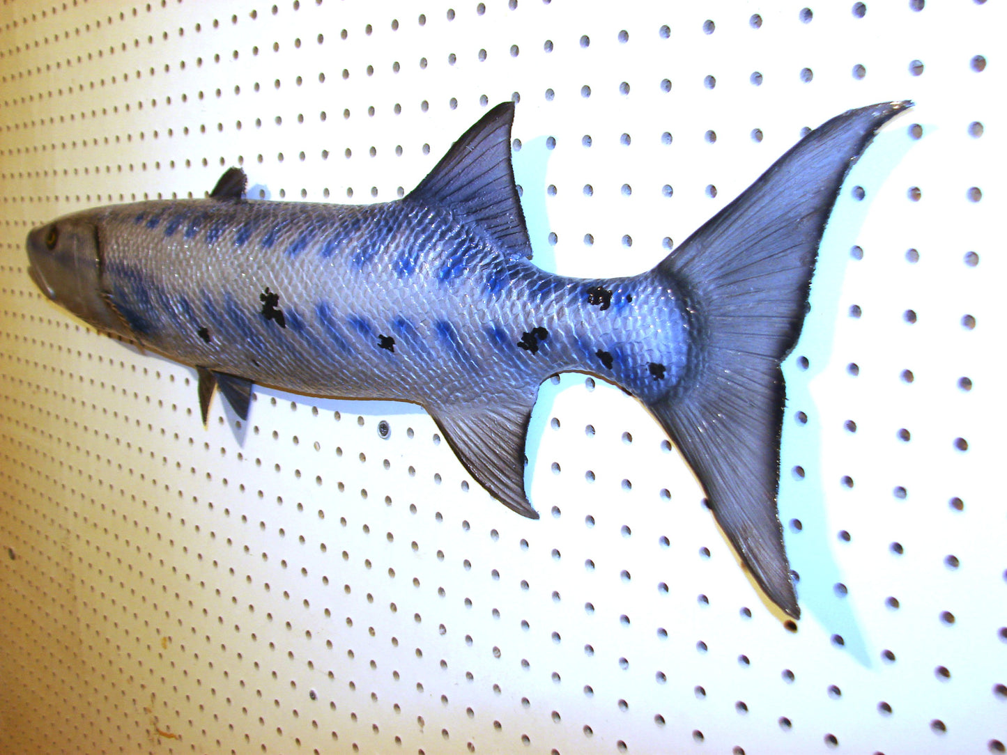 34" Barracuda 1/2 mount  FREE SHIPPING