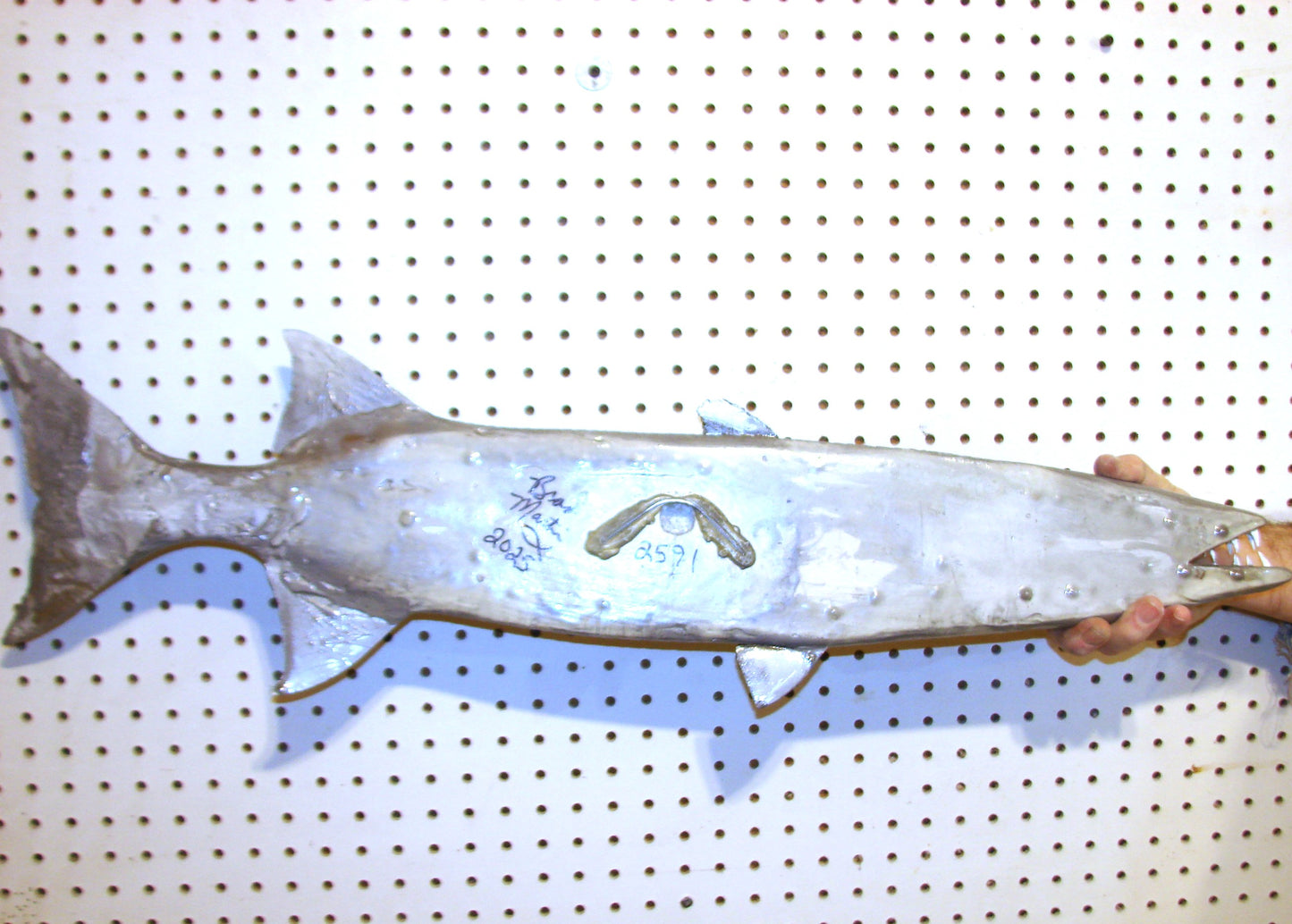 34" Barracuda 1/2 mount  FREE SHIPPING