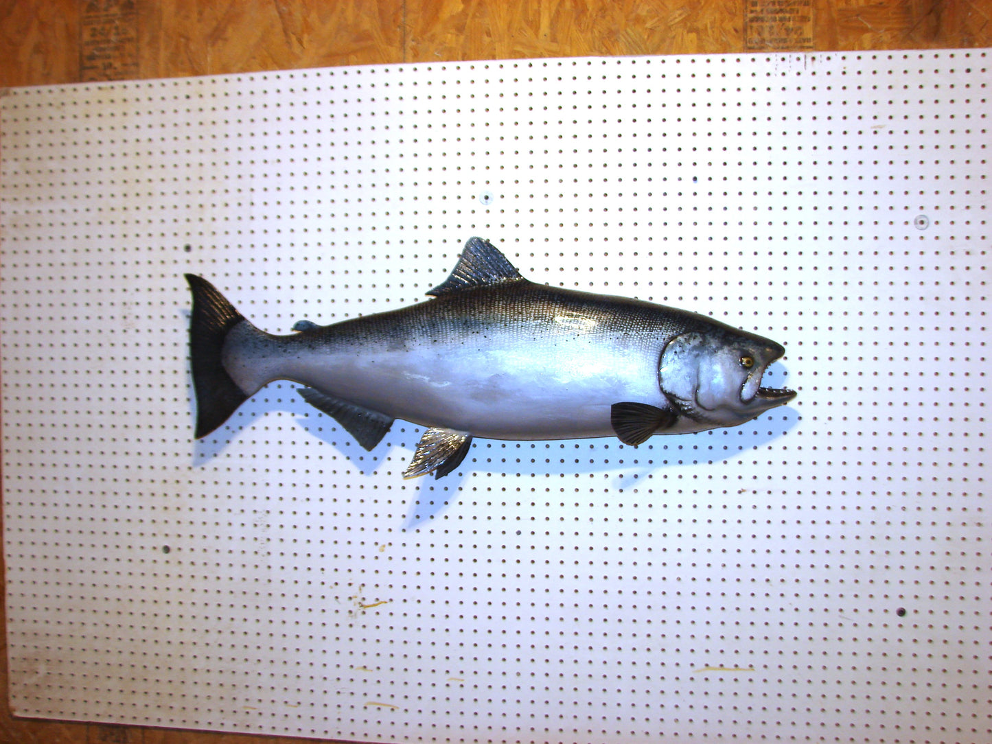 41" Chinook Silver King Salmon full mount FREE SHIPPING