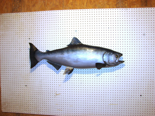 41" Chinook Silver King Salmon full mount FREE SHIPPING
