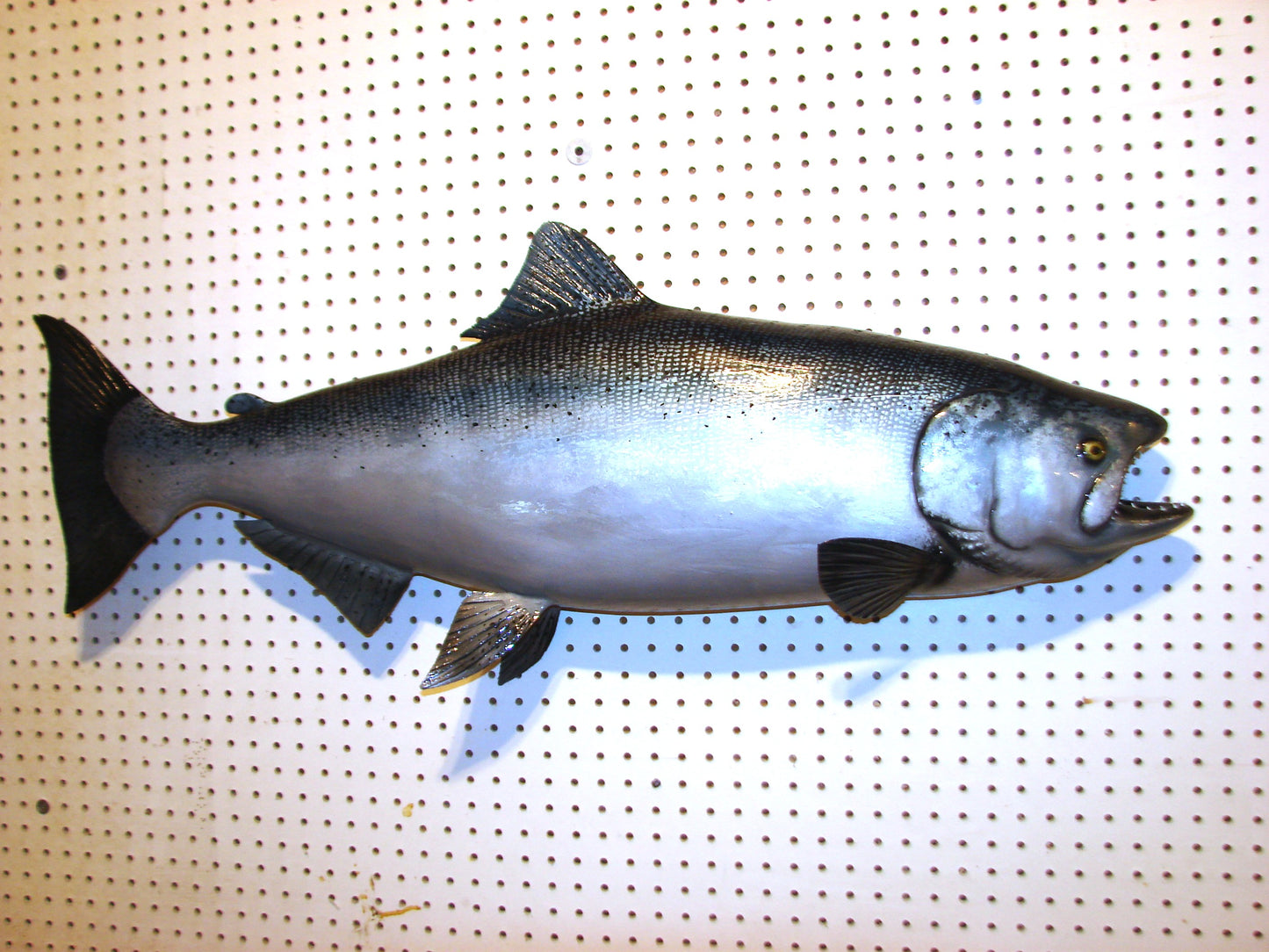 41" Chinook Silver King Salmon full mount FREE SHIPPING