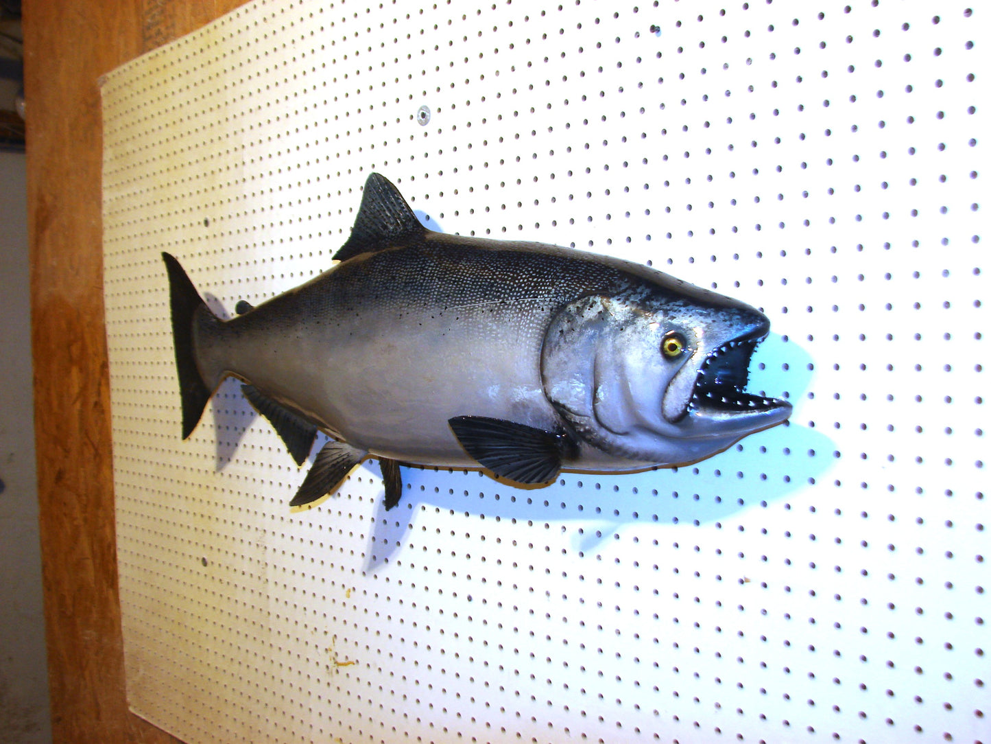 41" Chinook Silver King Salmon full mount FREE SHIPPING