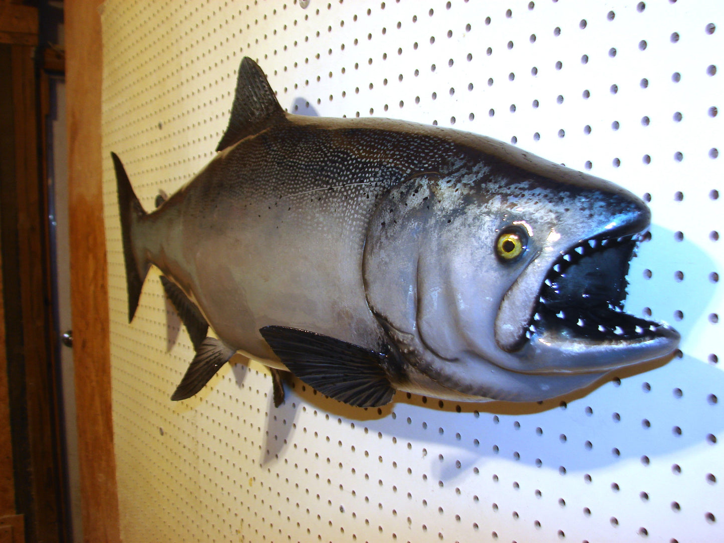 41" Chinook Silver King Salmon full mount FREE SHIPPING