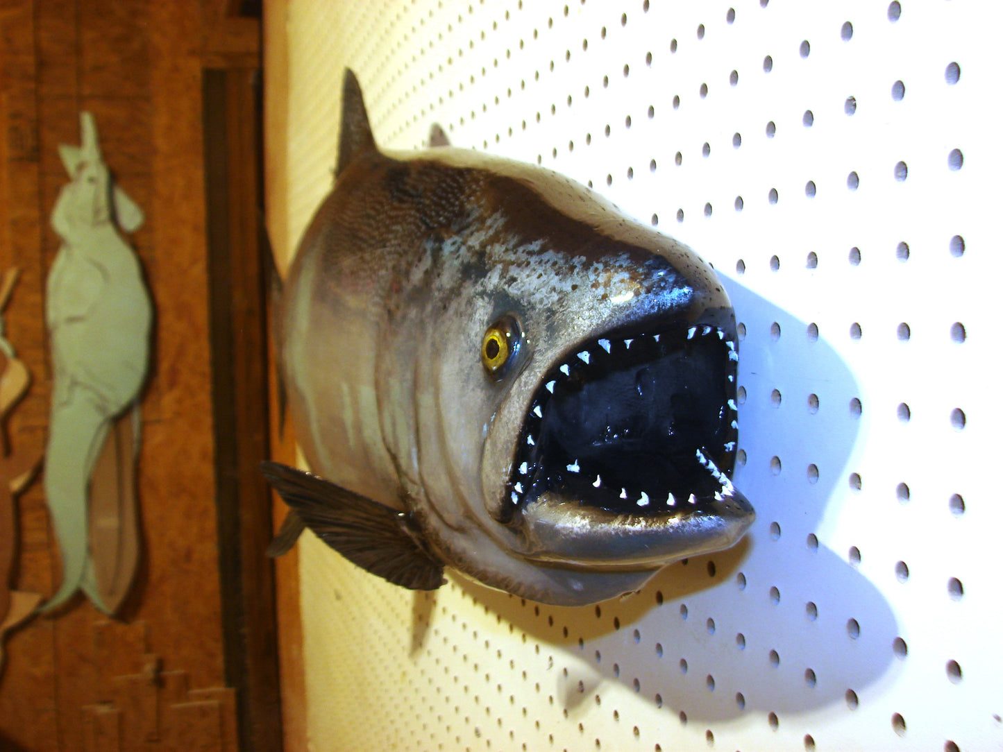 41" Chinook Silver King Salmon full mount FREE SHIPPING