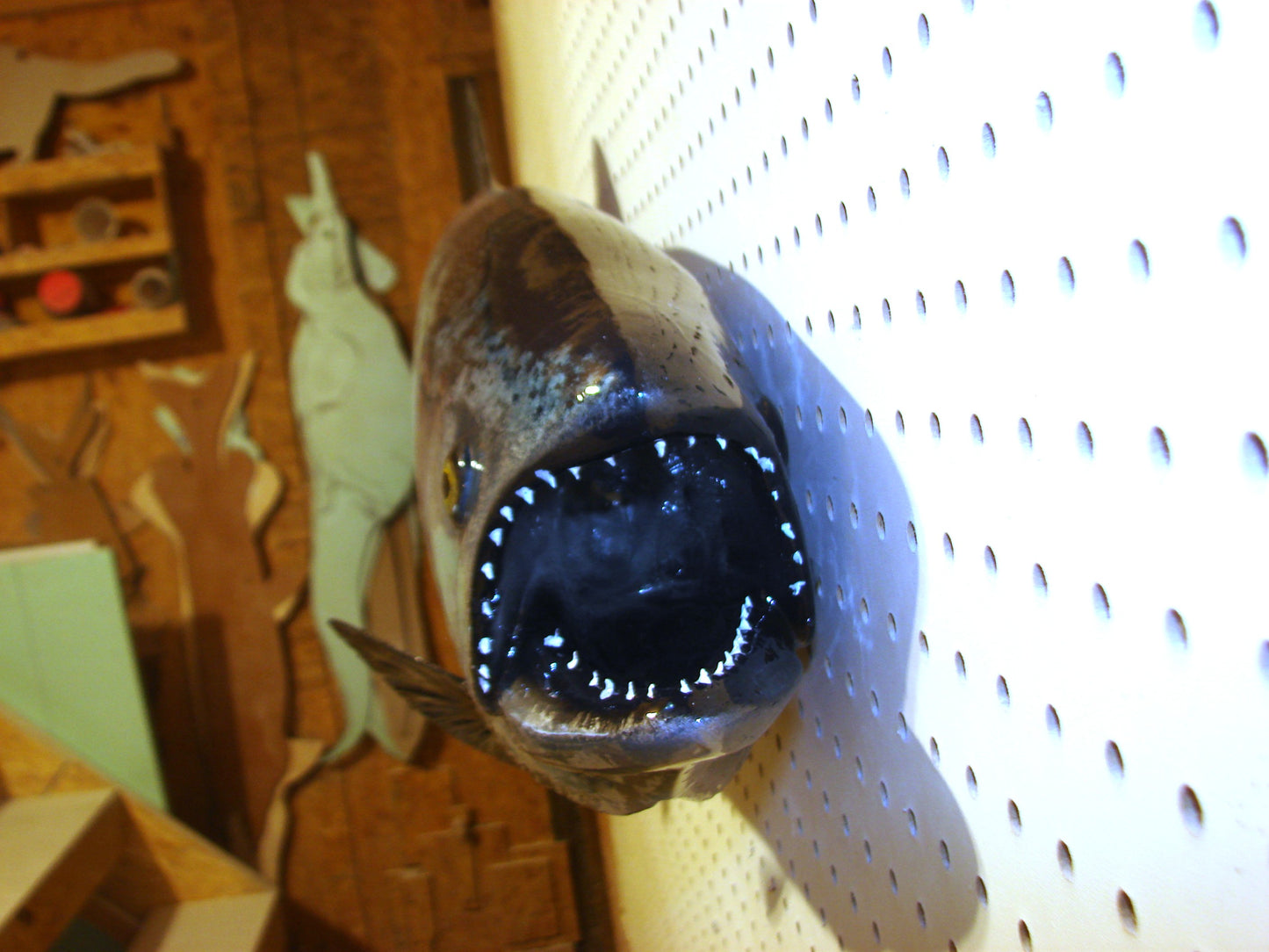 41" Chinook Silver King Salmon full mount FREE SHIPPING