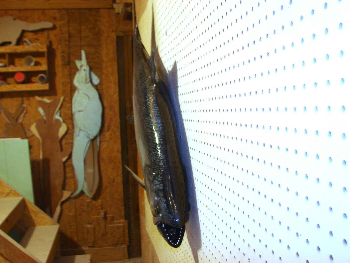 41" Chinook Silver King Salmon full mount FREE SHIPPING