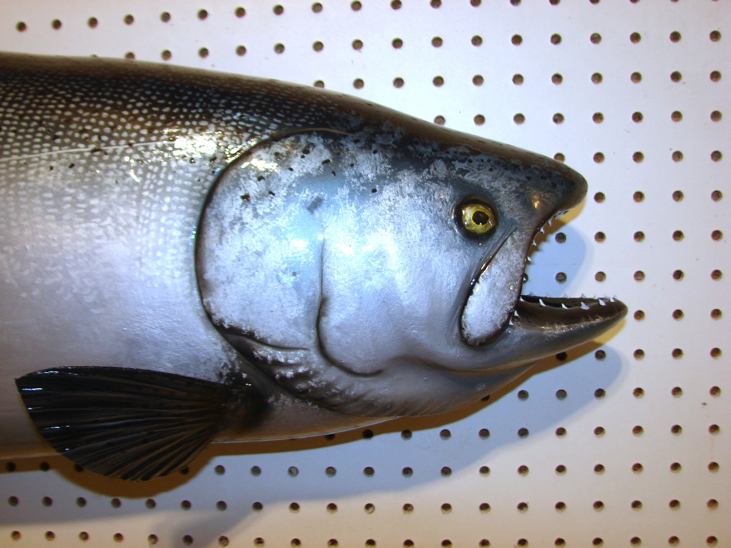 41" Chinook Silver King Salmon full mount FREE SHIPPING