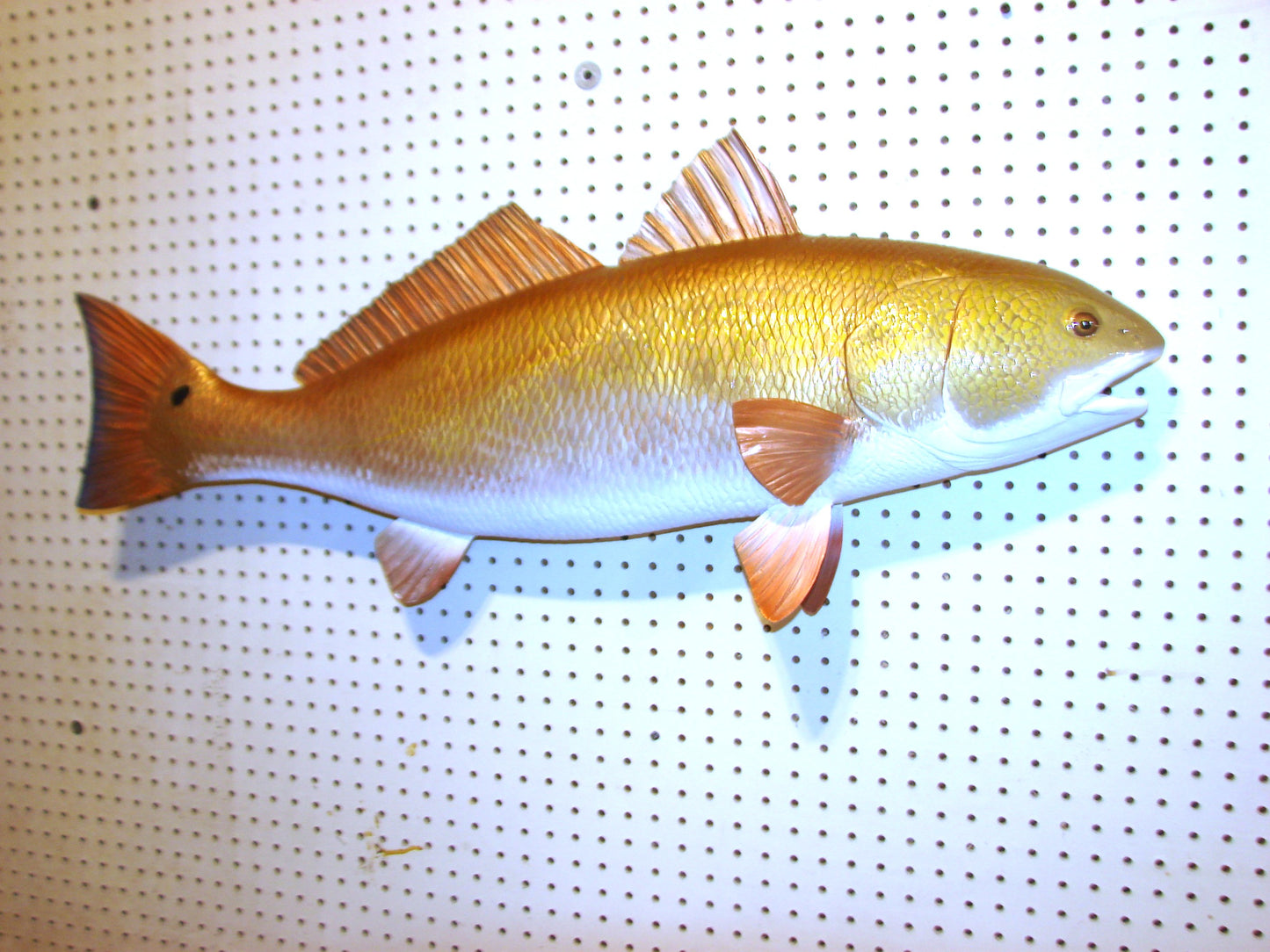 38" Redfish full mount FREE SHIPPING