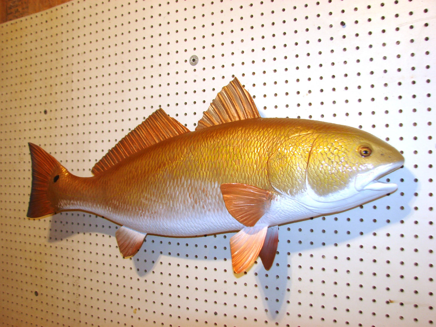 38" Redfish full mount FREE SHIPPING