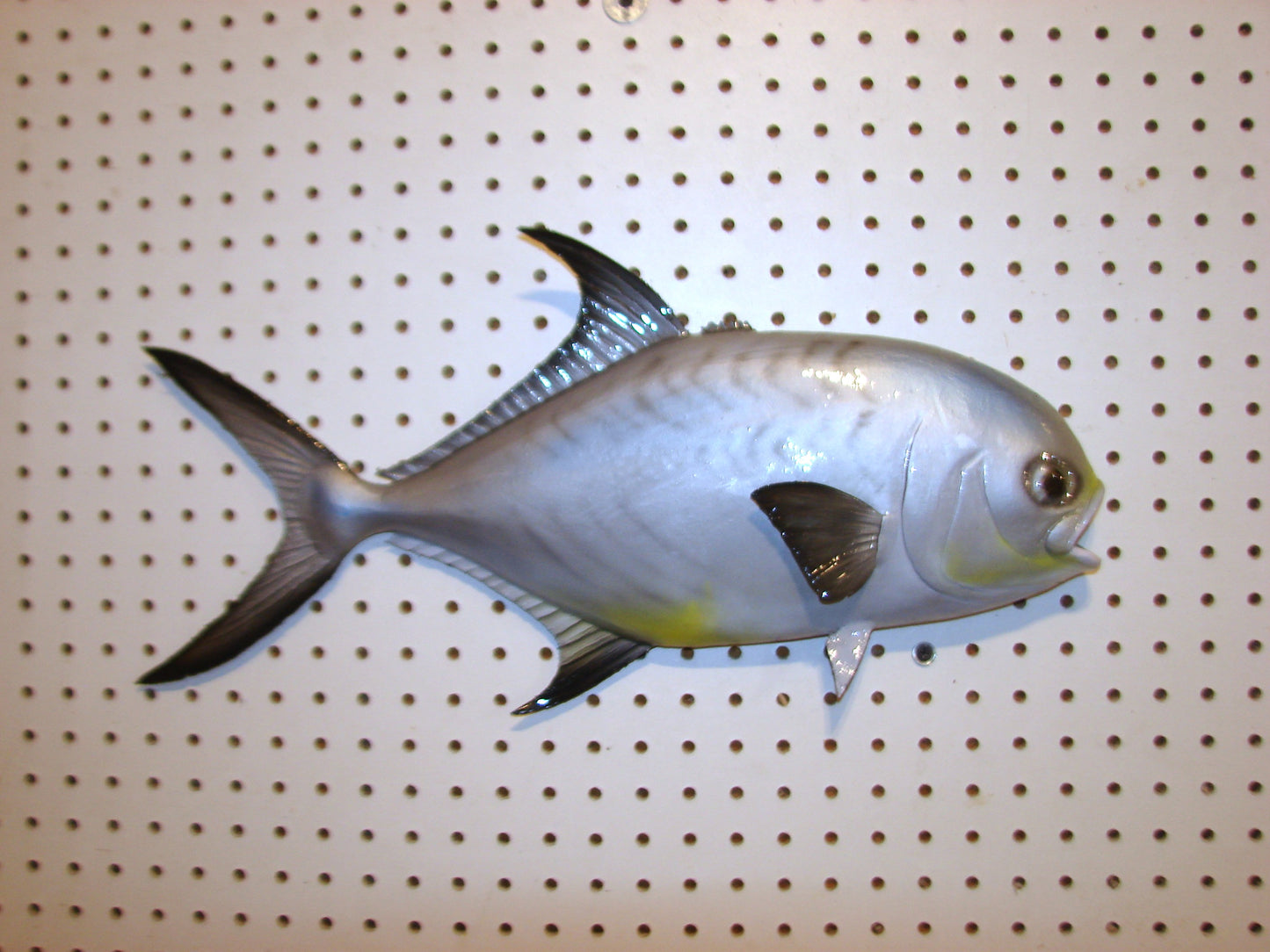 20" Permit FREE SHIPPING