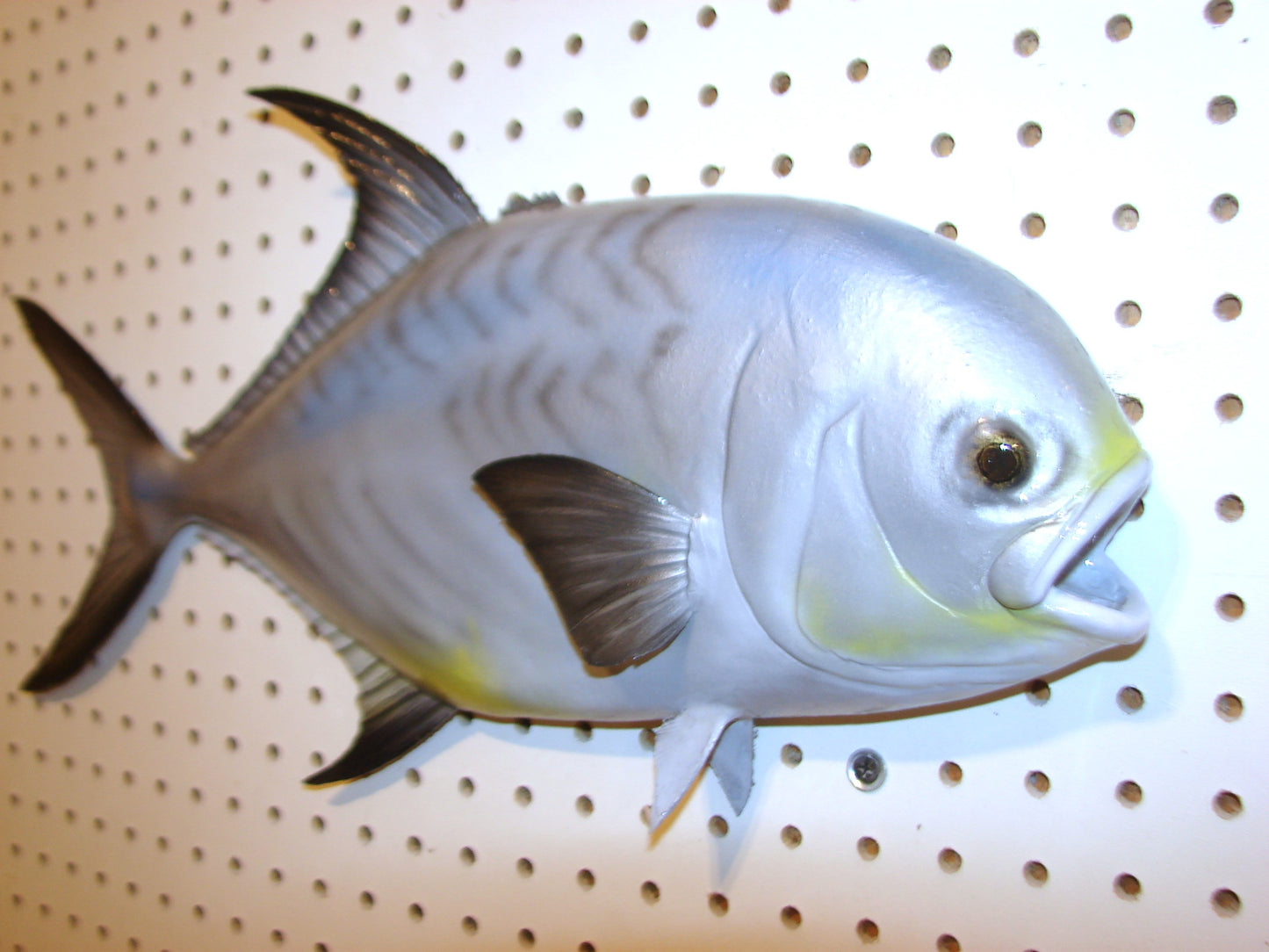 20" Permit FREE SHIPPING