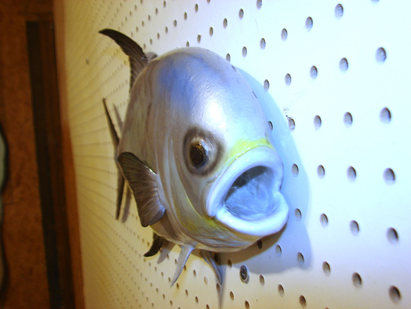 20" Permit FREE SHIPPING