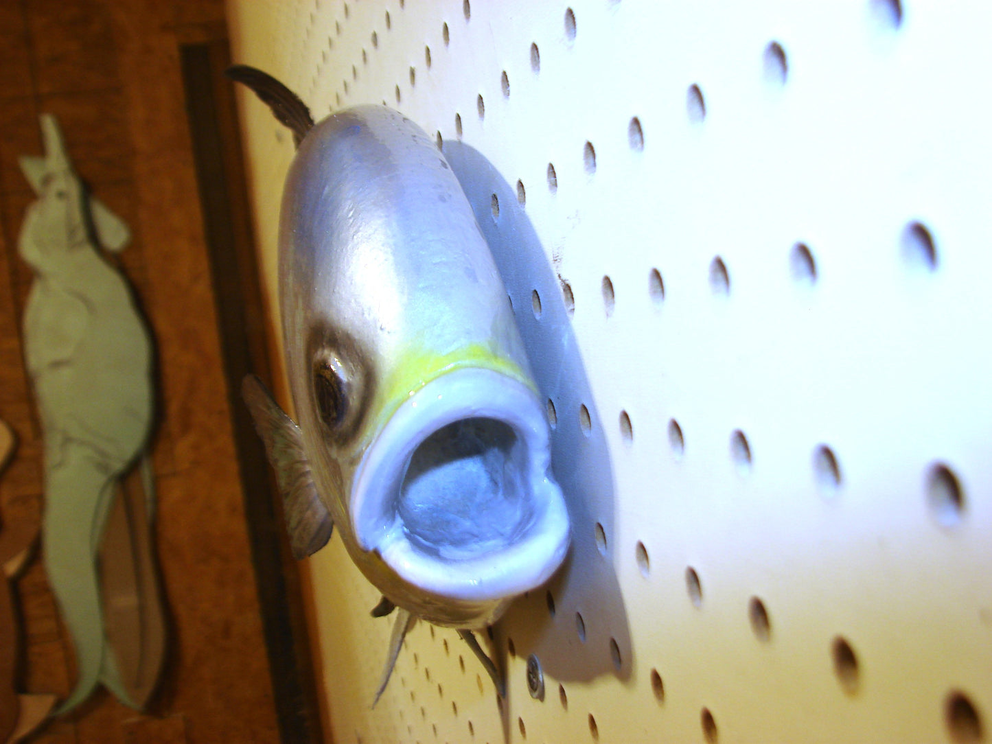 20" Permit FREE SHIPPING