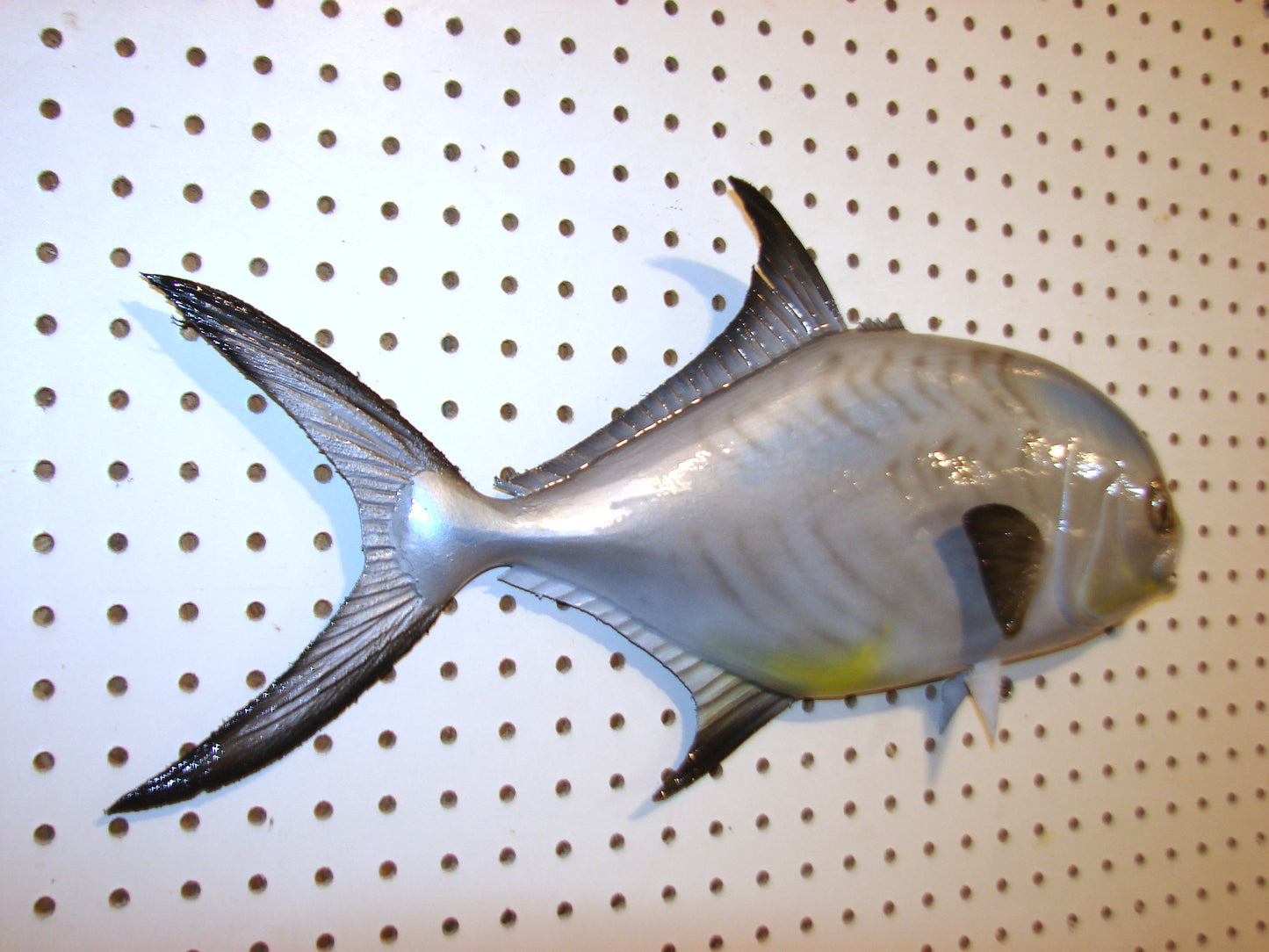 20" Permit FREE SHIPPING