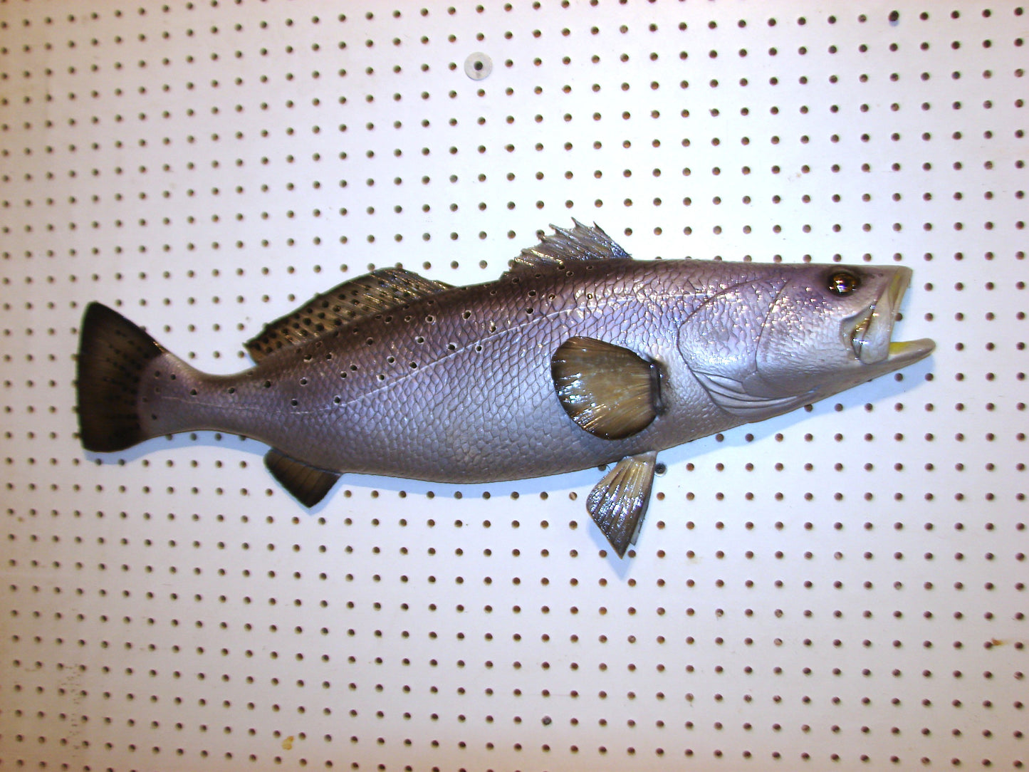 30" Speckled Sea Trout 1/2 mount  FREE SHIPPING