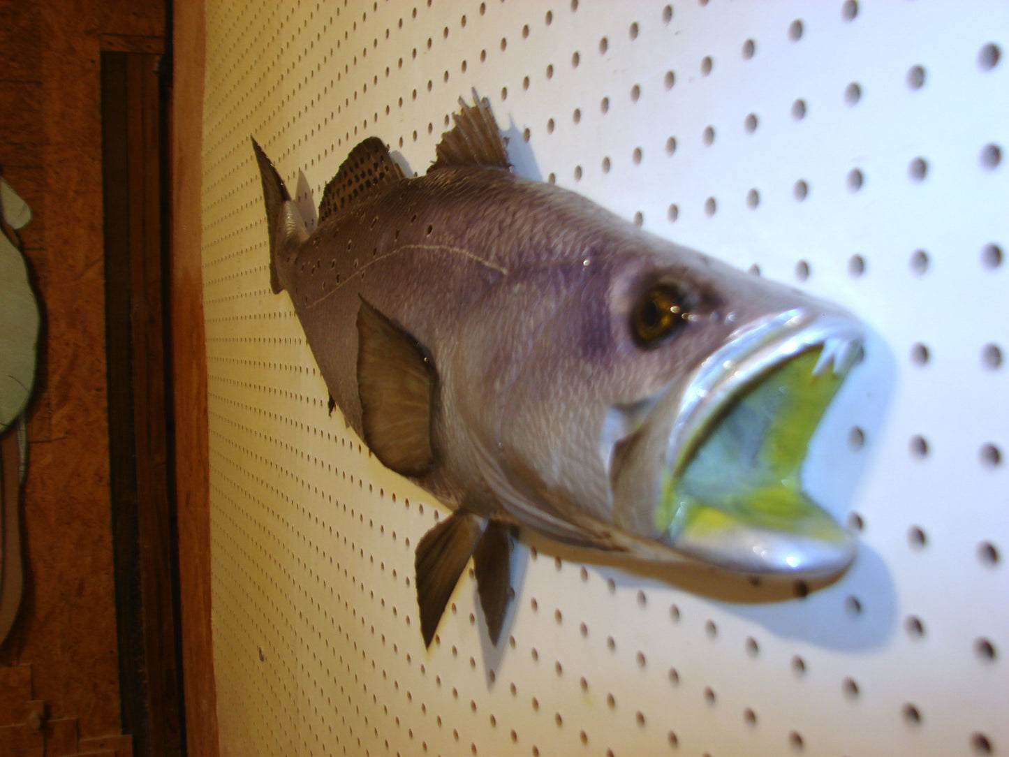 30" Speckled Sea Trout 1/2 mount  FREE SHIPPING