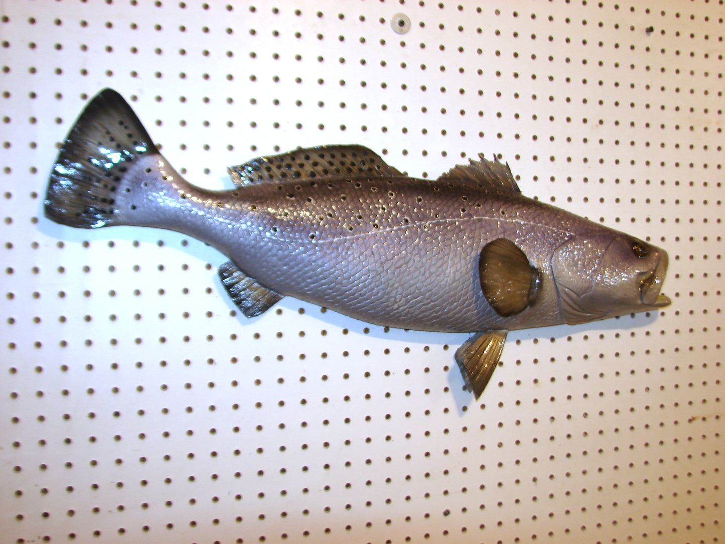 30" Speckled Sea Trout 1/2 mount  FREE SHIPPING