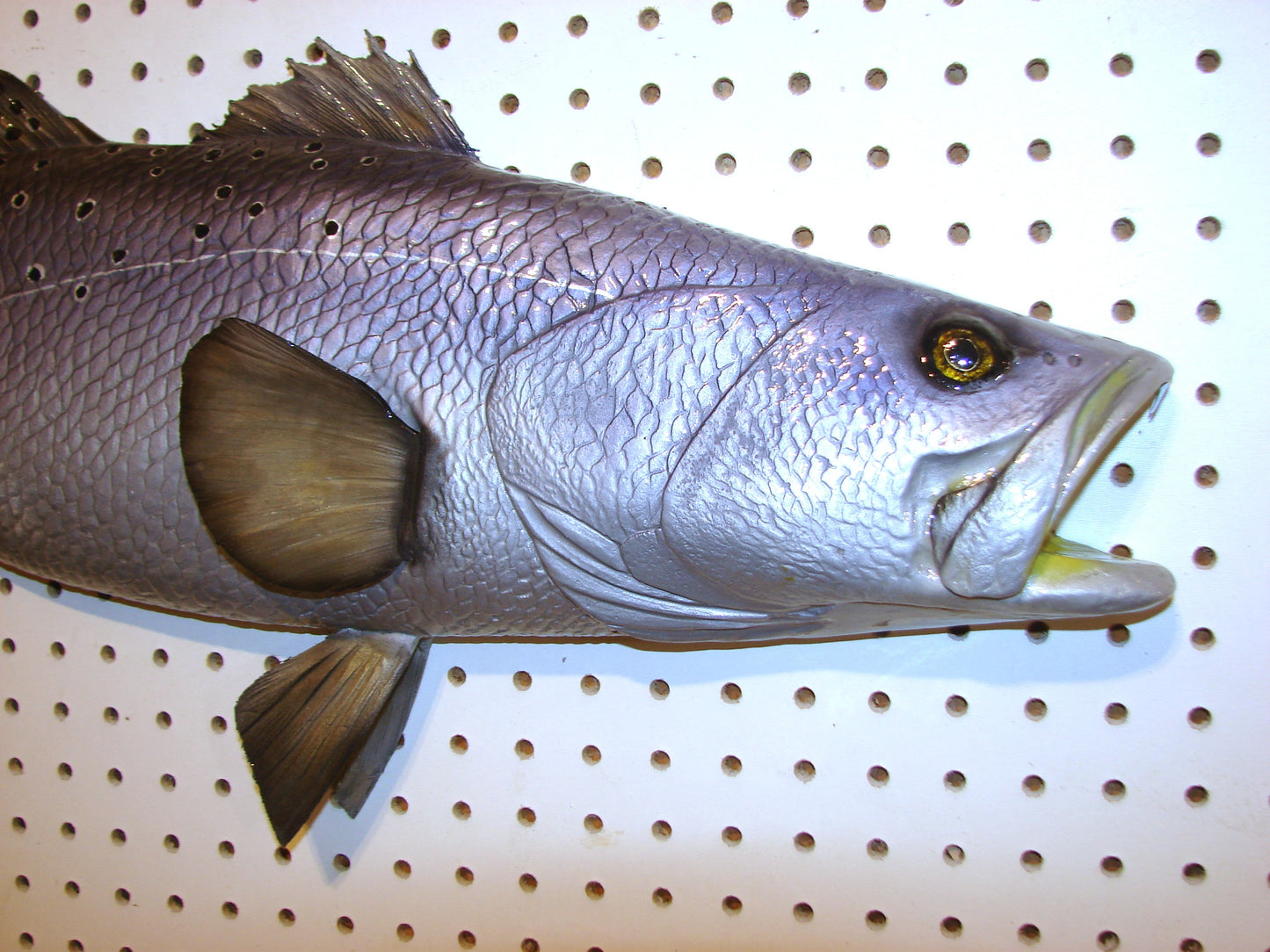 30" Speckled Sea Trout 1/2 mount  FREE SHIPPING