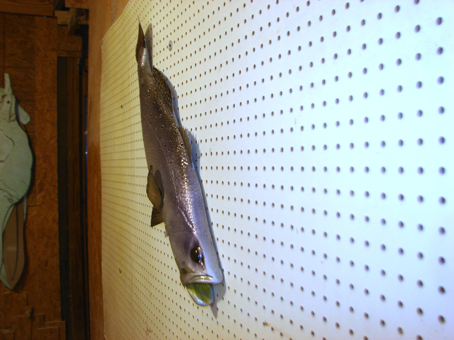30" Speckled Sea Trout 1/2 mount  FREE SHIPPING
