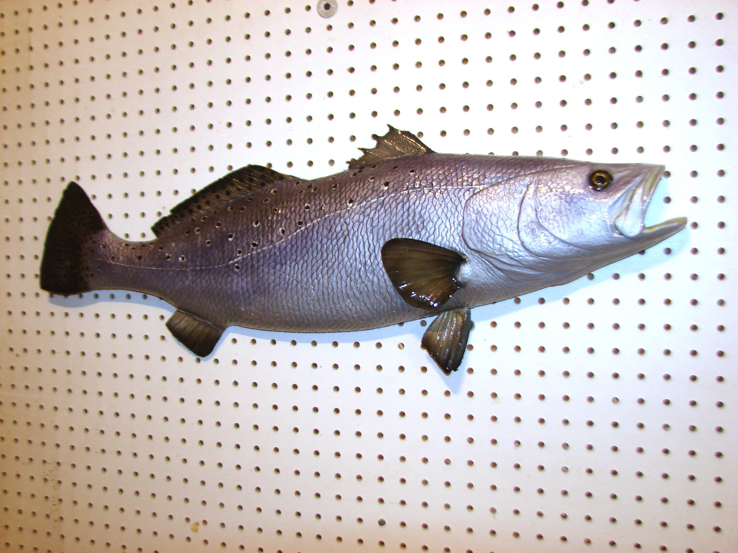 30" Speckled Sea Trout 1/2 mount  FREE SHIPPING