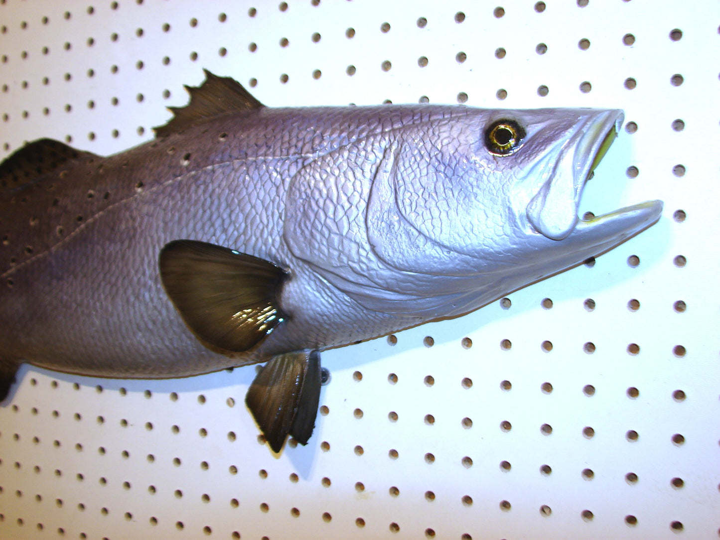 30" Speckled Sea Trout 1/2 mount  FREE SHIPPING