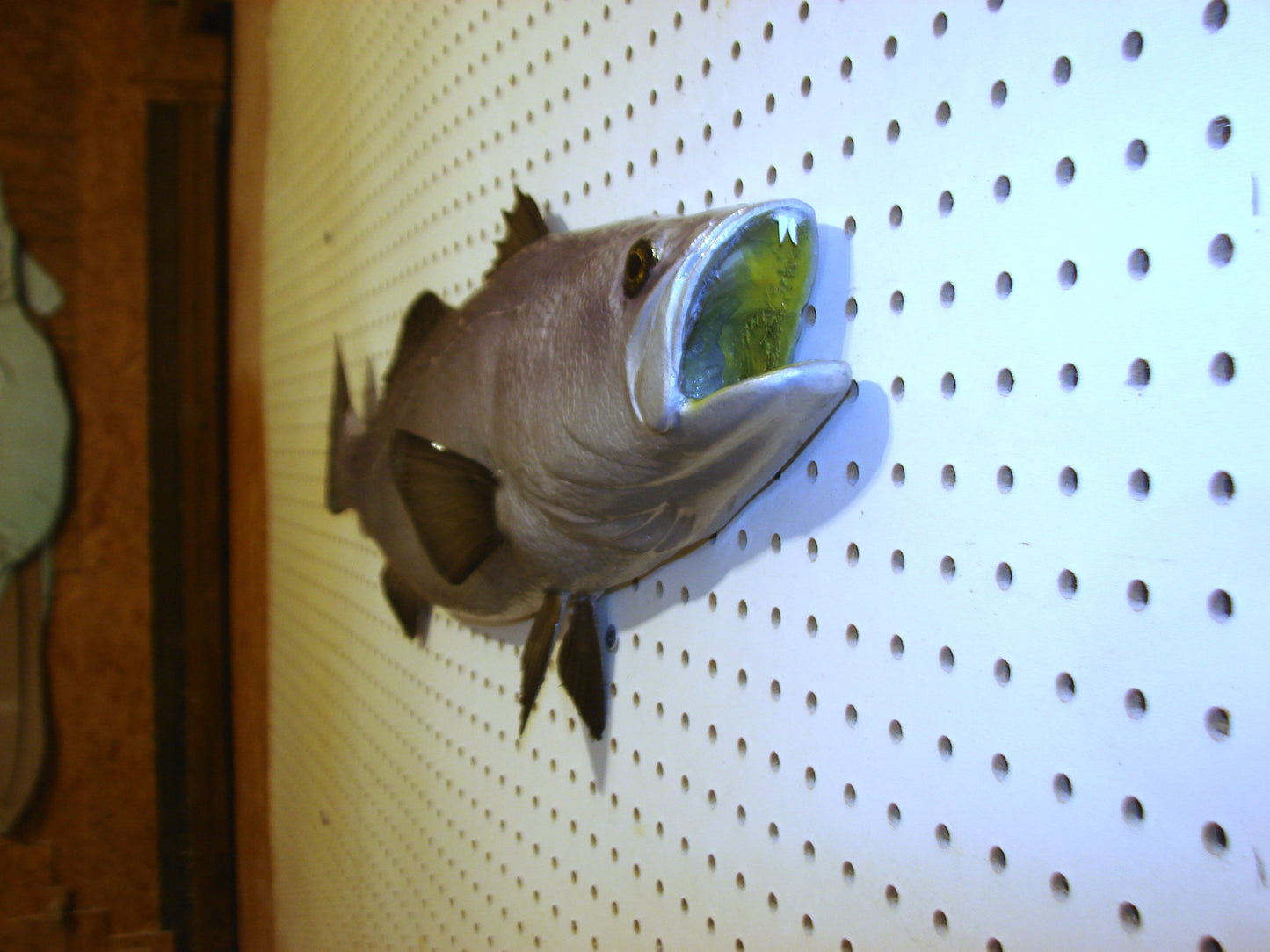 30" Speckled Sea Trout 1/2 mount  FREE SHIPPING