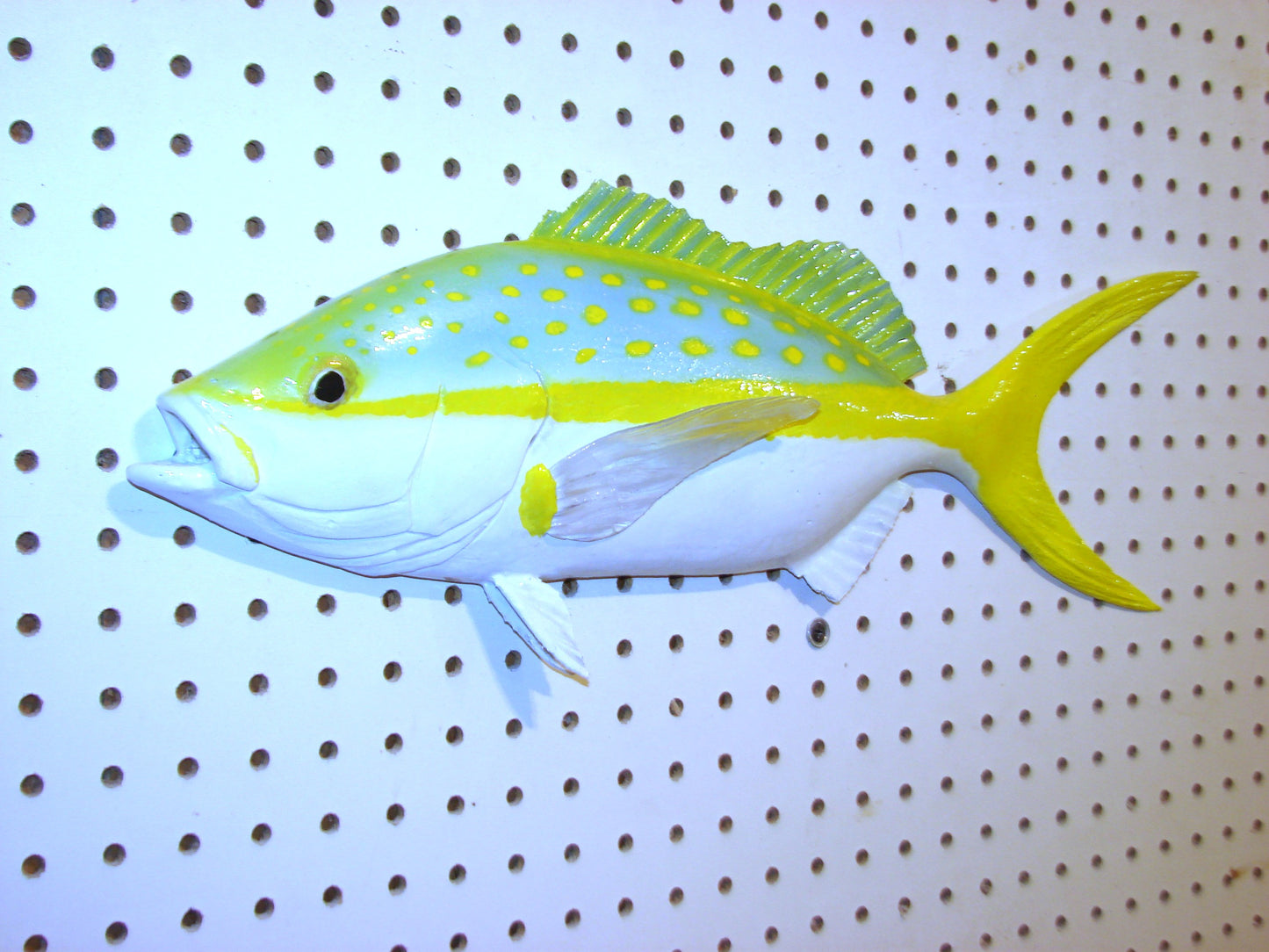 21" Yellowtail Snapper Fish Mount FREE SHIPPING