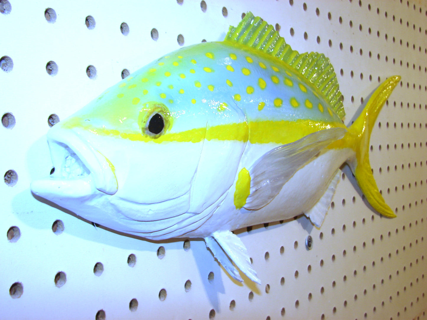 21" Yellowtail Snapper Fish Mount FREE SHIPPING
