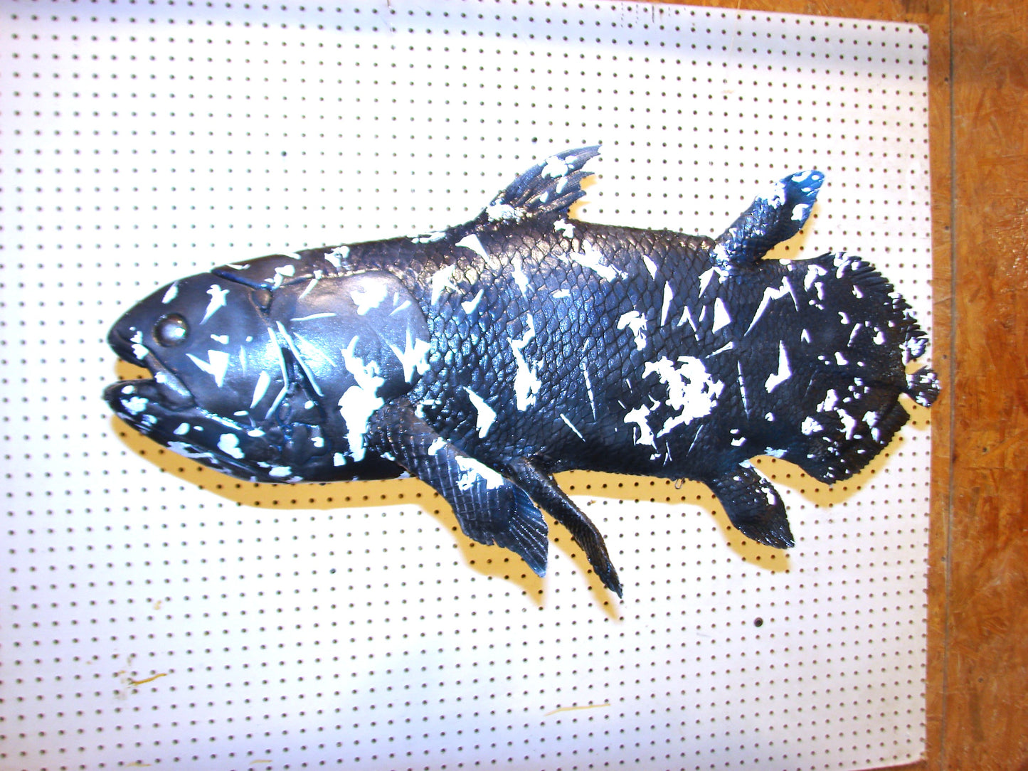 Coelacanth Fish Full Mount FREE SHIPPING