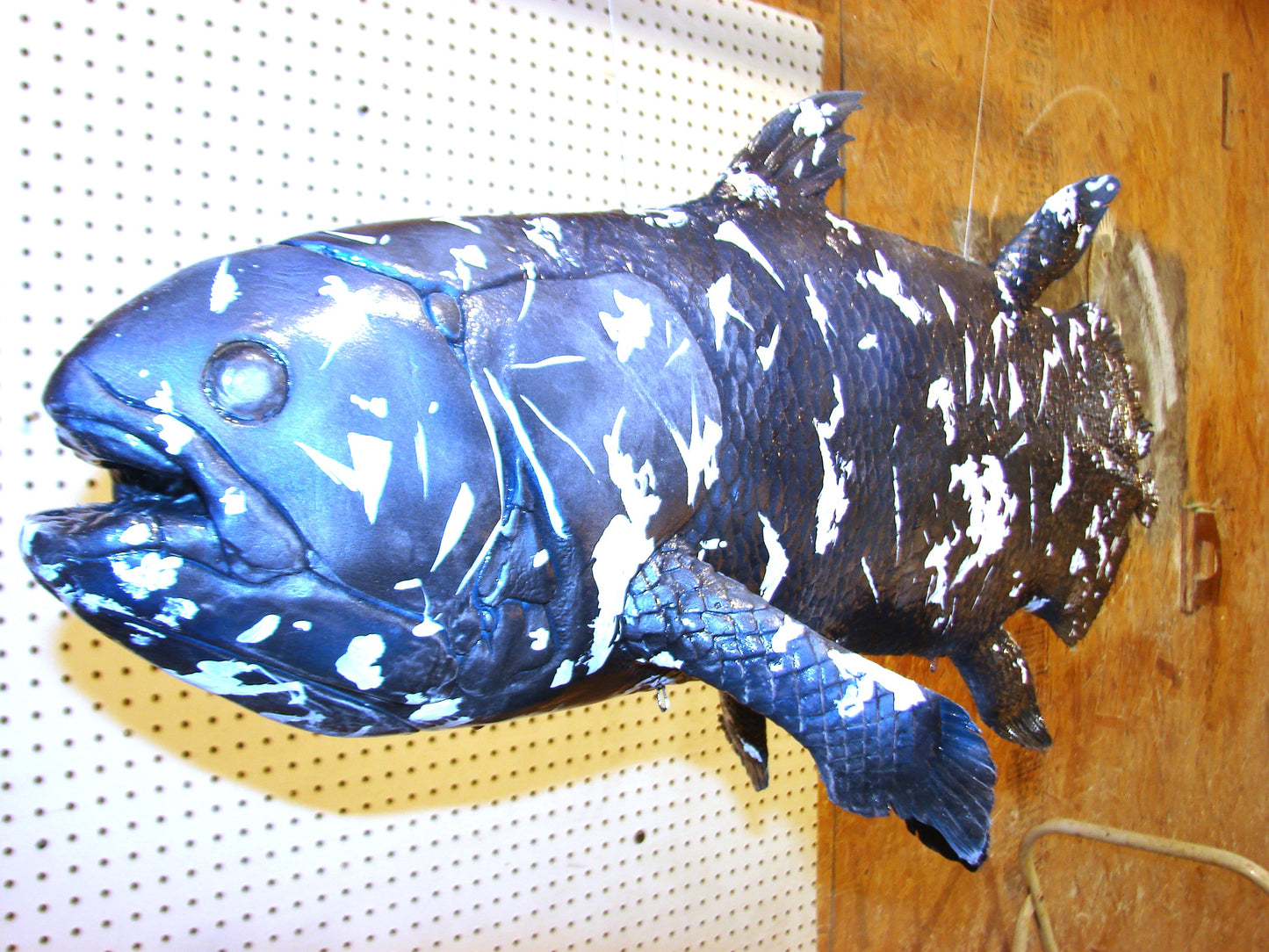 Coelacanth Fish Full Mount FREE SHIPPING