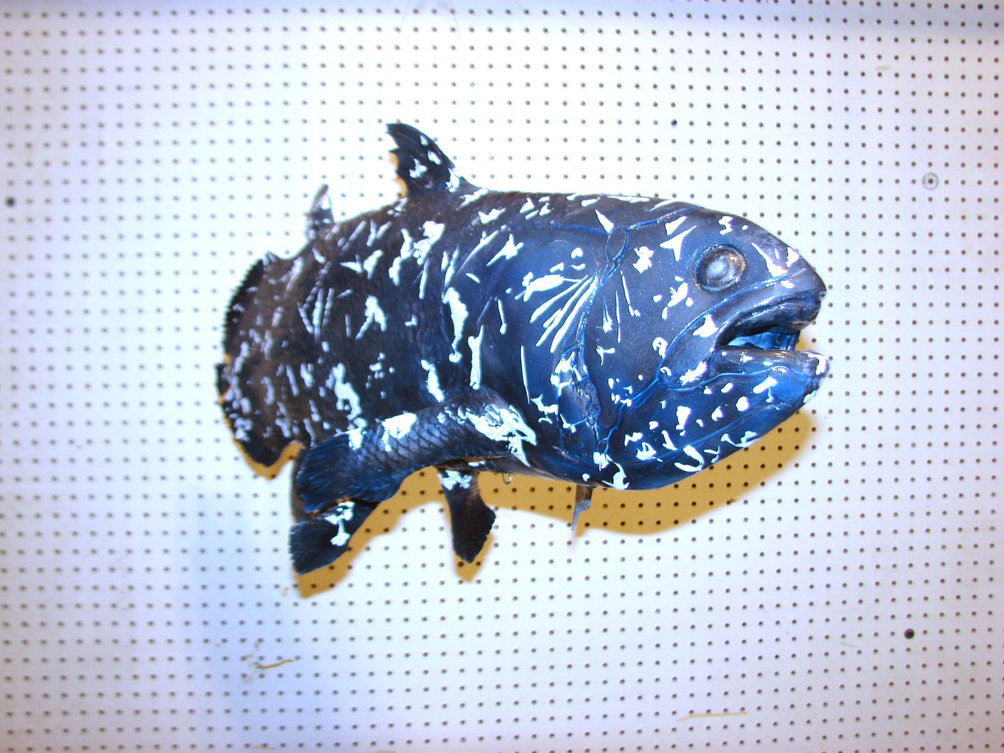 Coelacanth Fish Full Mount FREE SHIPPING