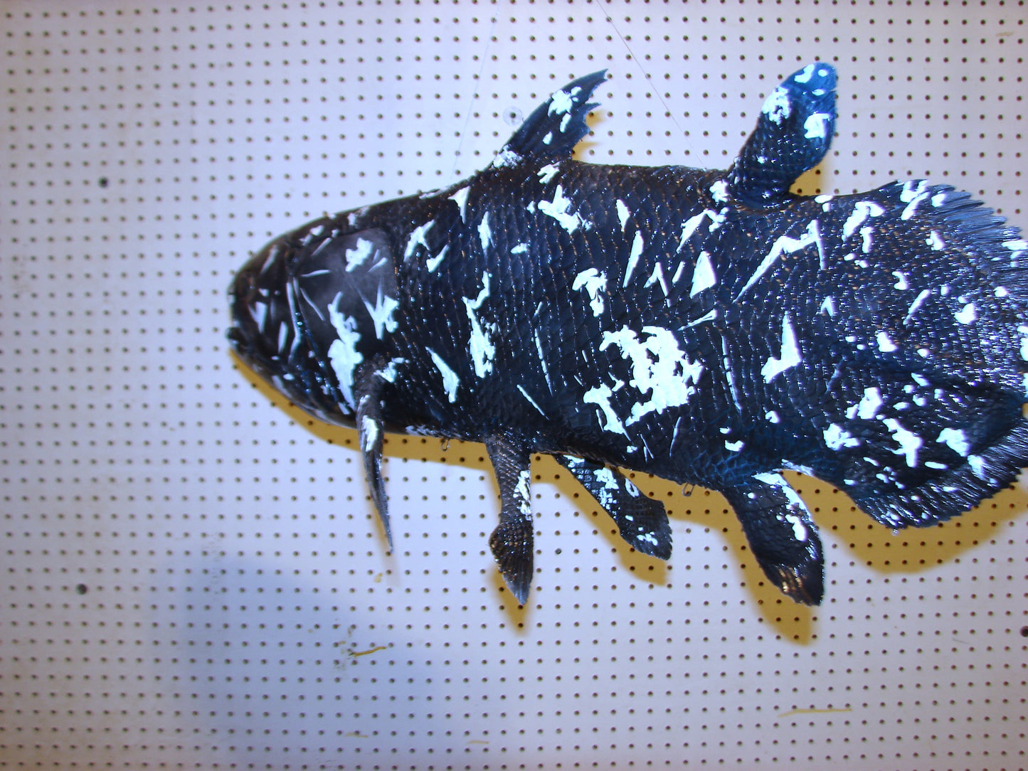 Coelacanth Fish Full Mount FREE SHIPPING