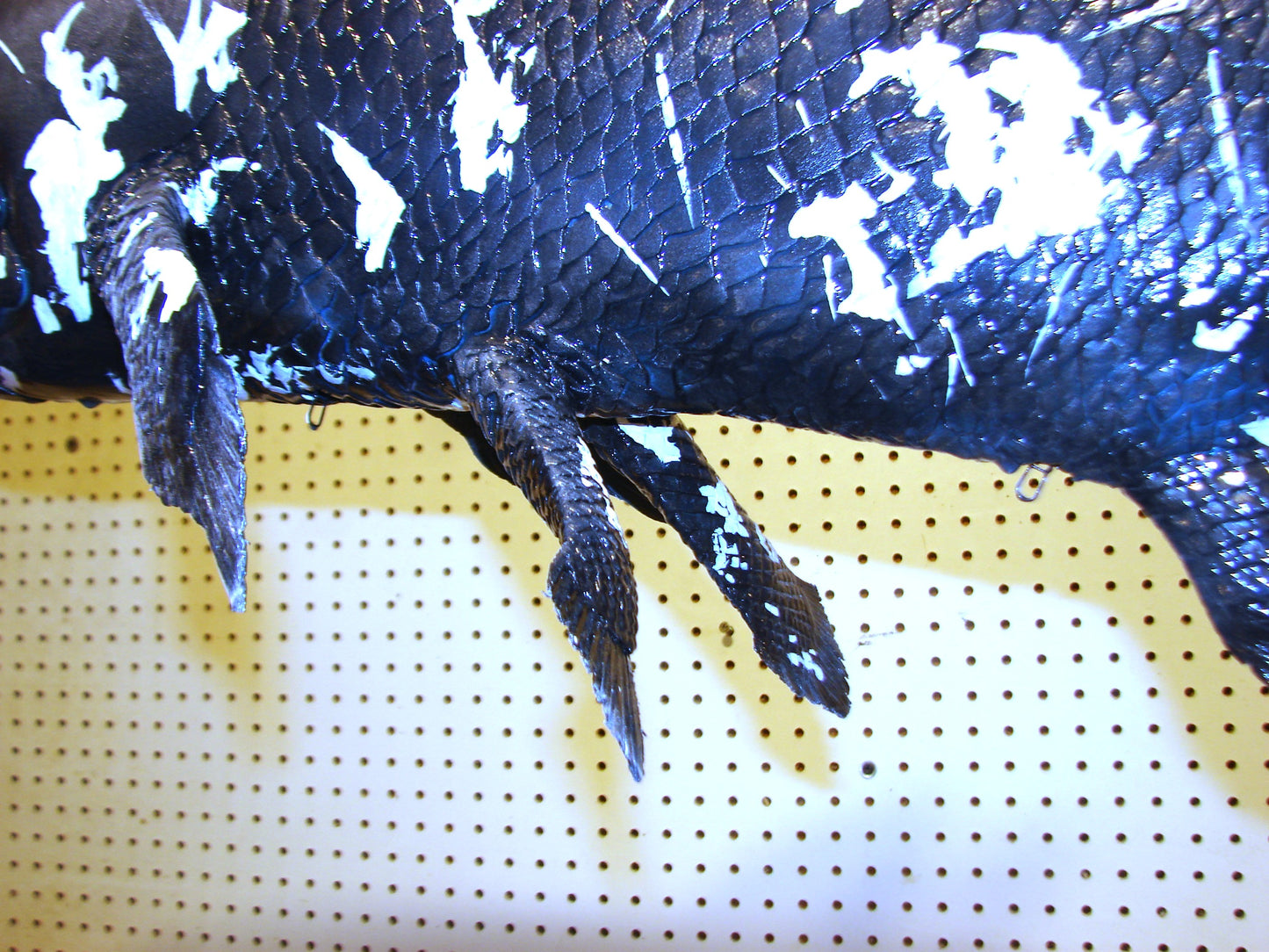 Coelacanth Fish Full Mount FREE SHIPPING