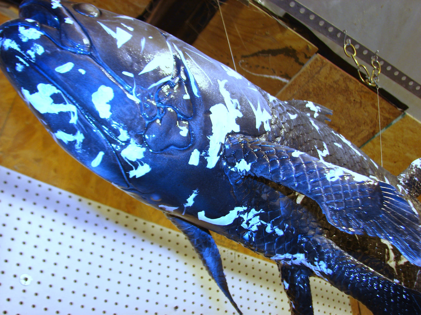 Coelacanth Fish Full Mount FREE SHIPPING