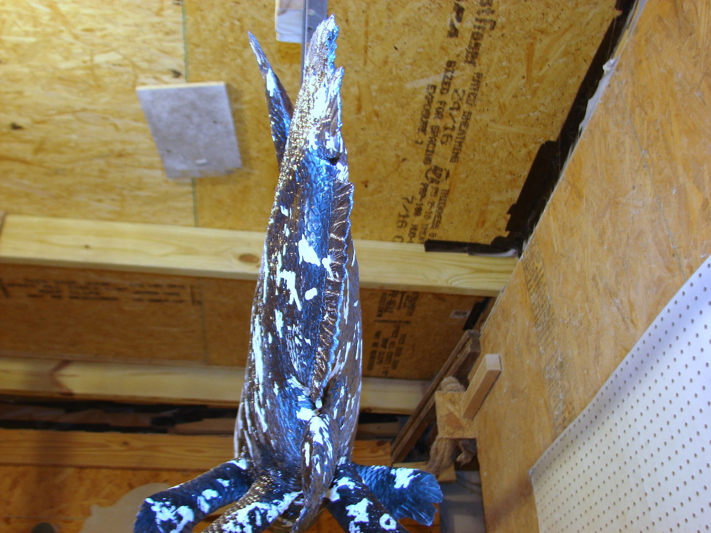 Coelacanth Fish Full Mount FREE SHIPPING