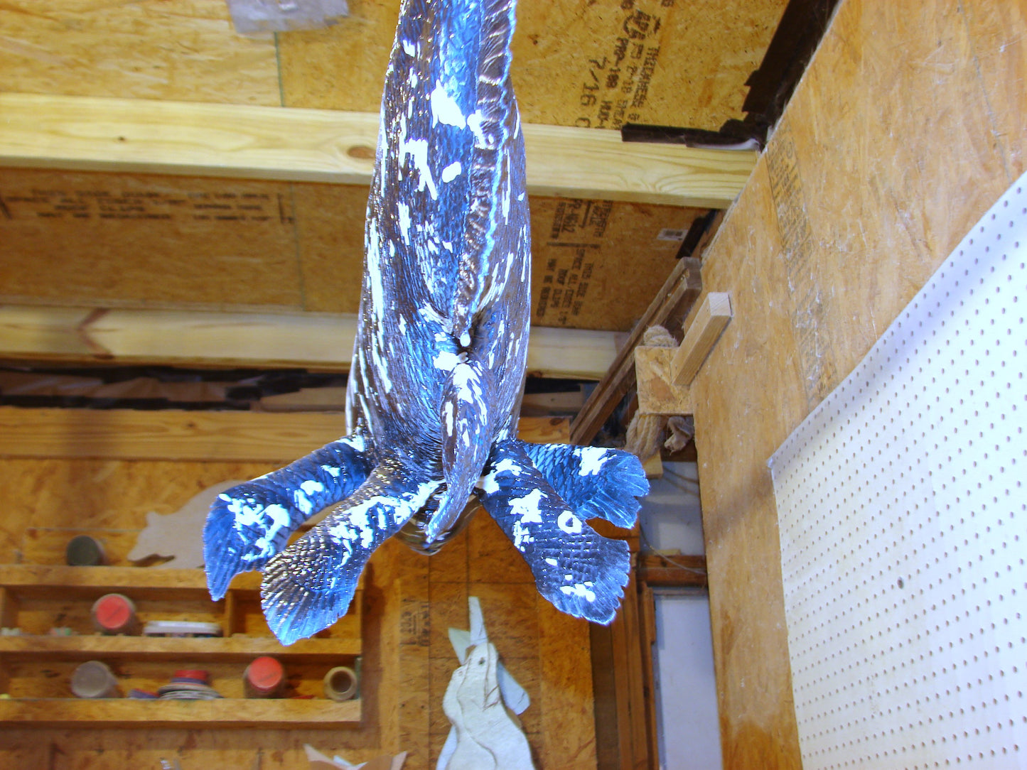 Coelacanth Fish Full Mount FREE SHIPPING