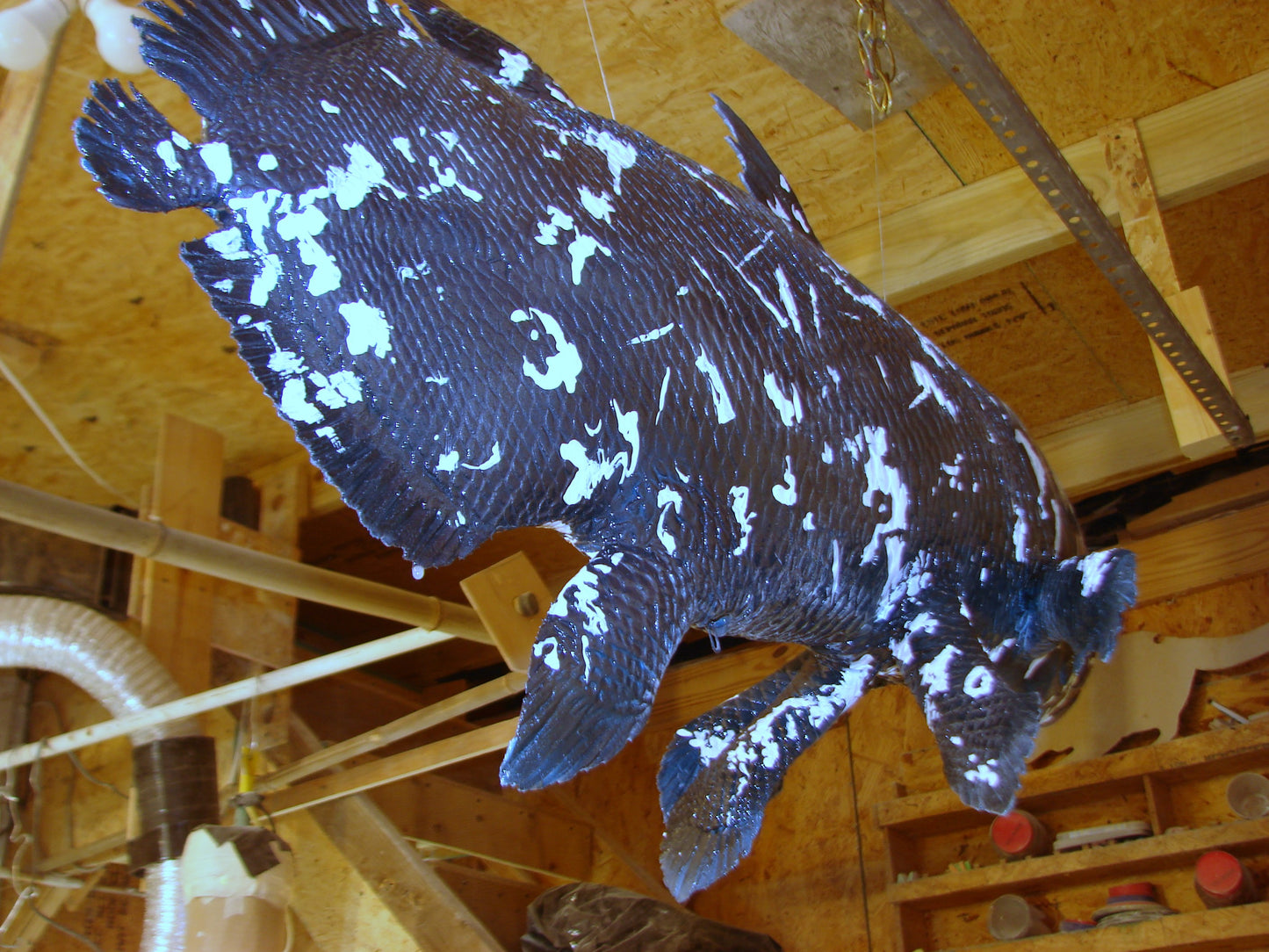 Coelacanth Fish Full Mount FREE SHIPPING
