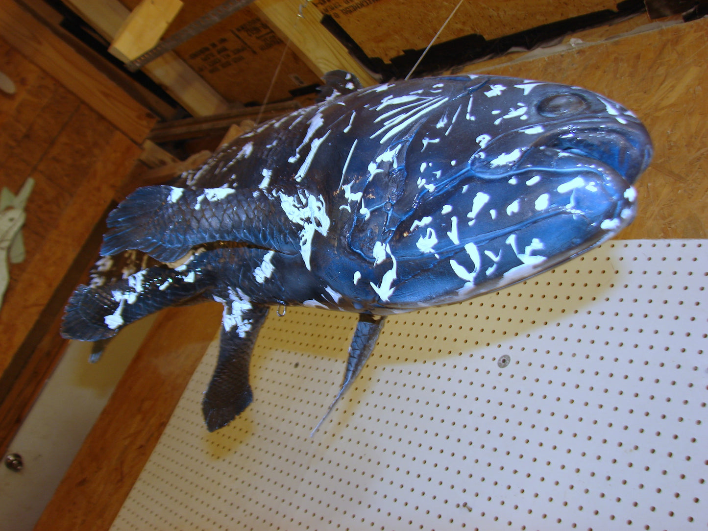 Coelacanth Fish Full Mount FREE SHIPPING